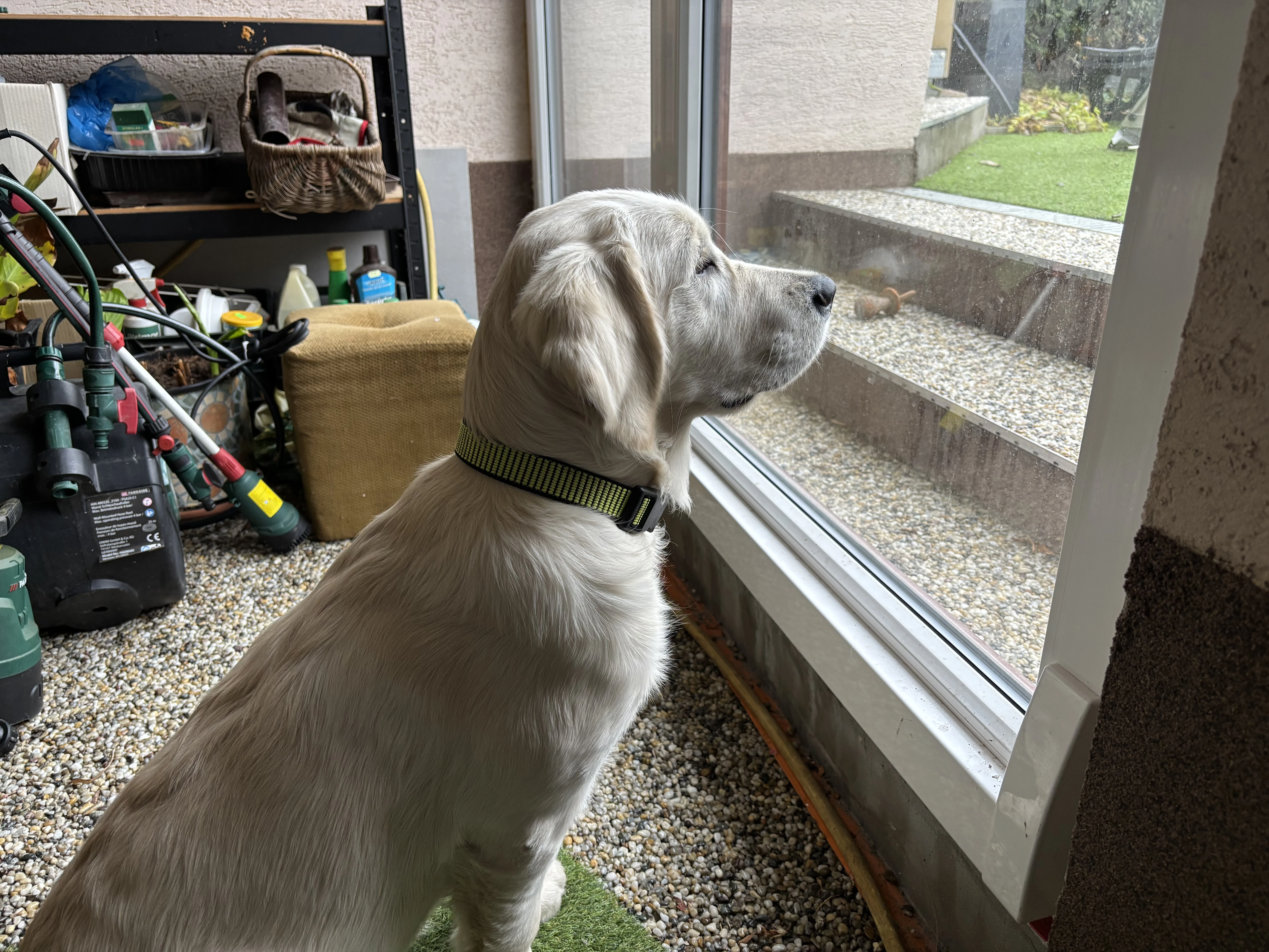 Štěně-fenka s PP 5 měsíců