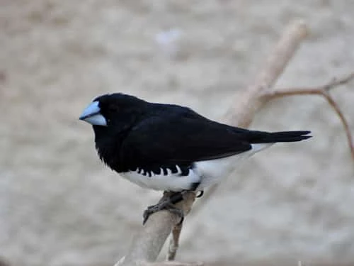 Stračka malá dvoubarvá západní