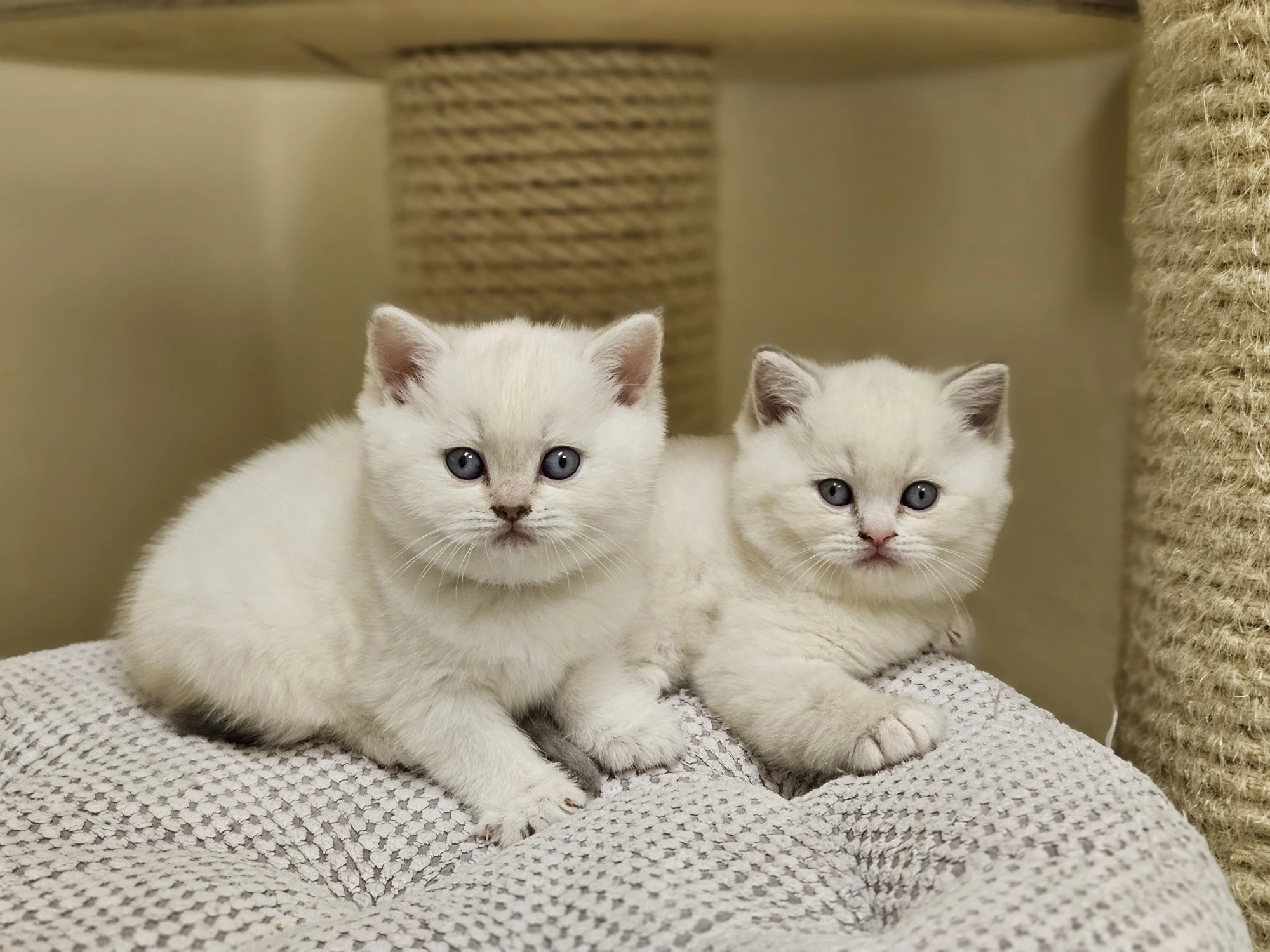 Britská colourpoint koťátka s PP