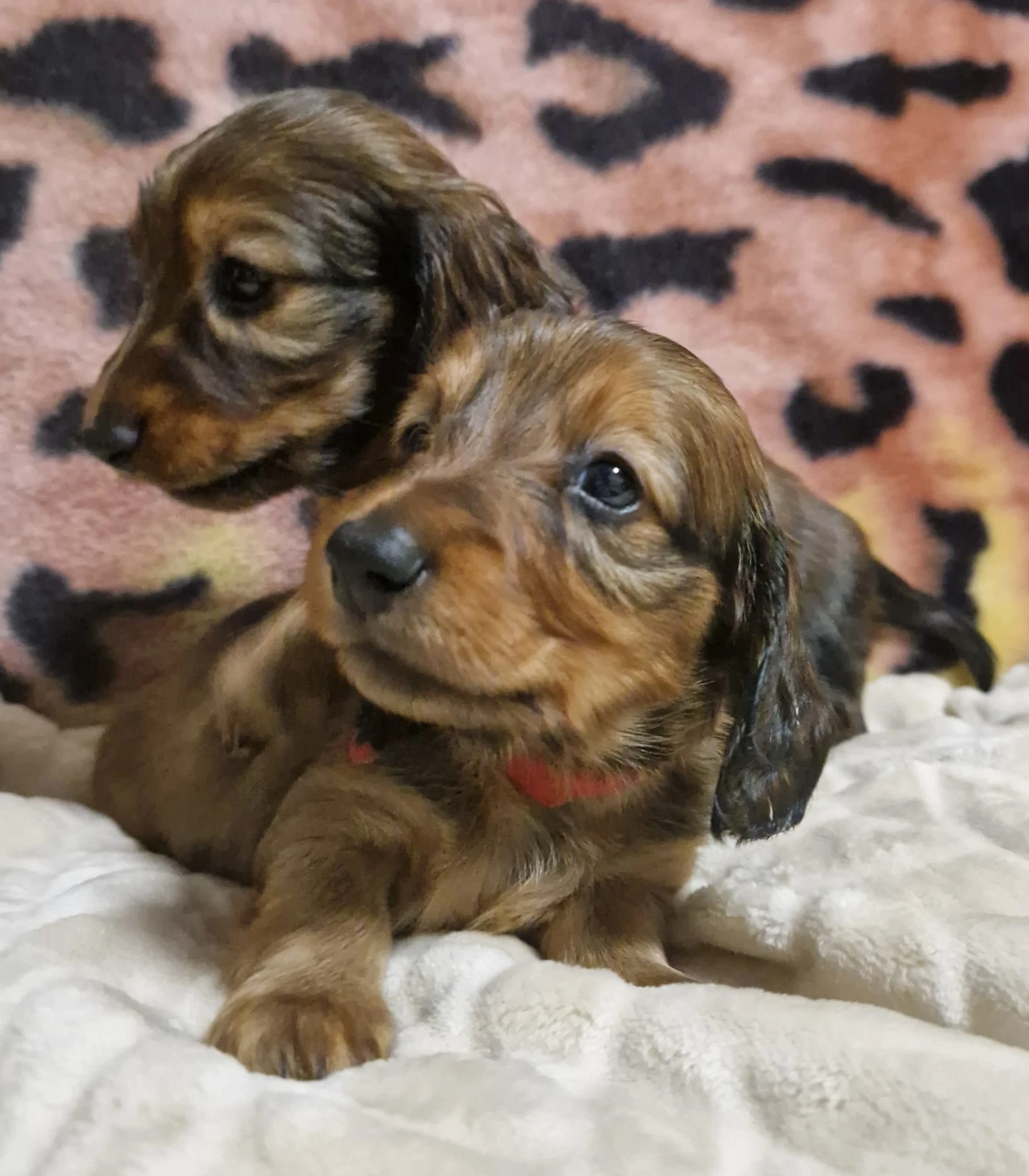 Štěňátka jezevčíka dlouhosrstého trpasličího/králičího s PP