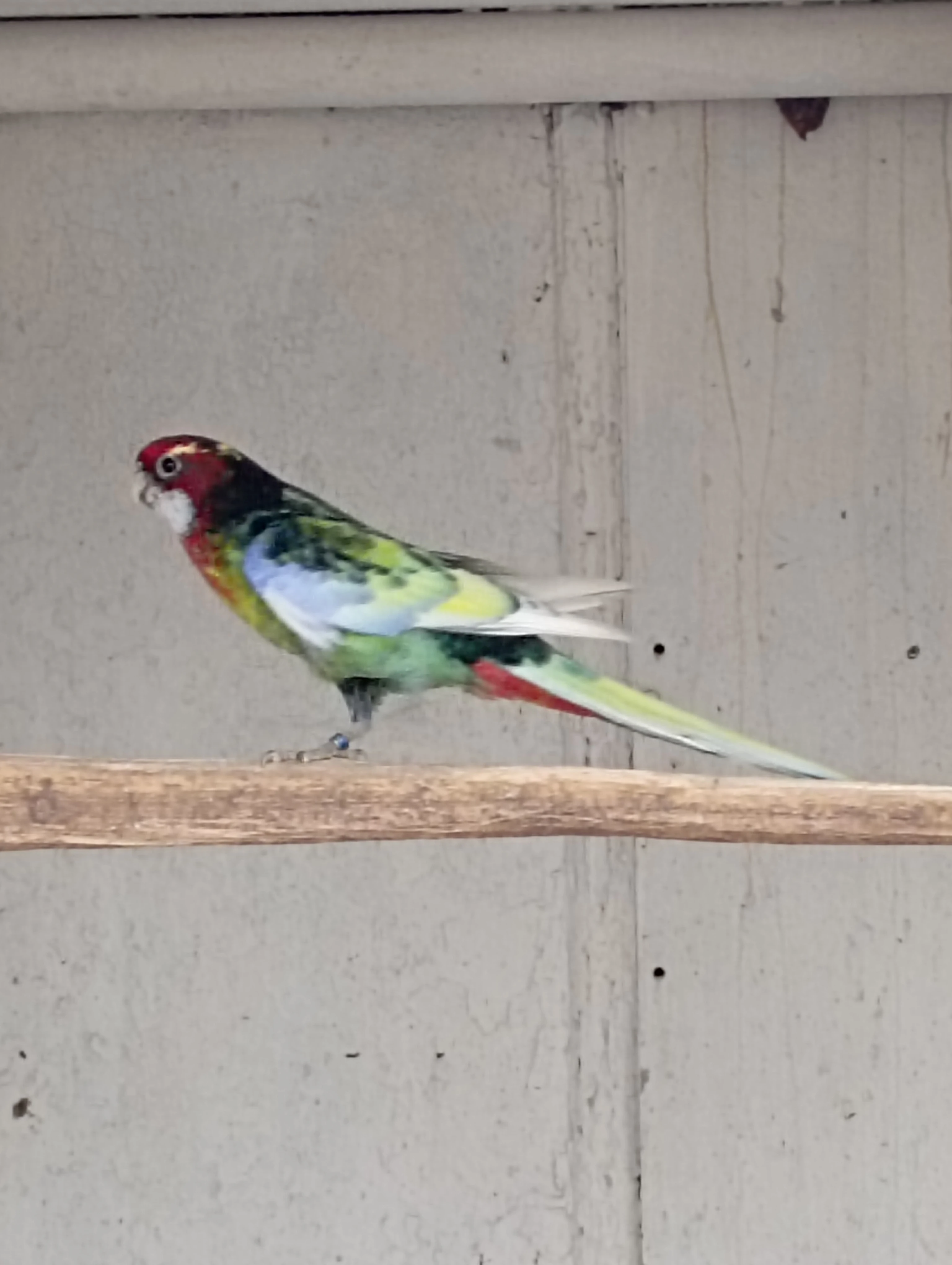 Rosela černá straka