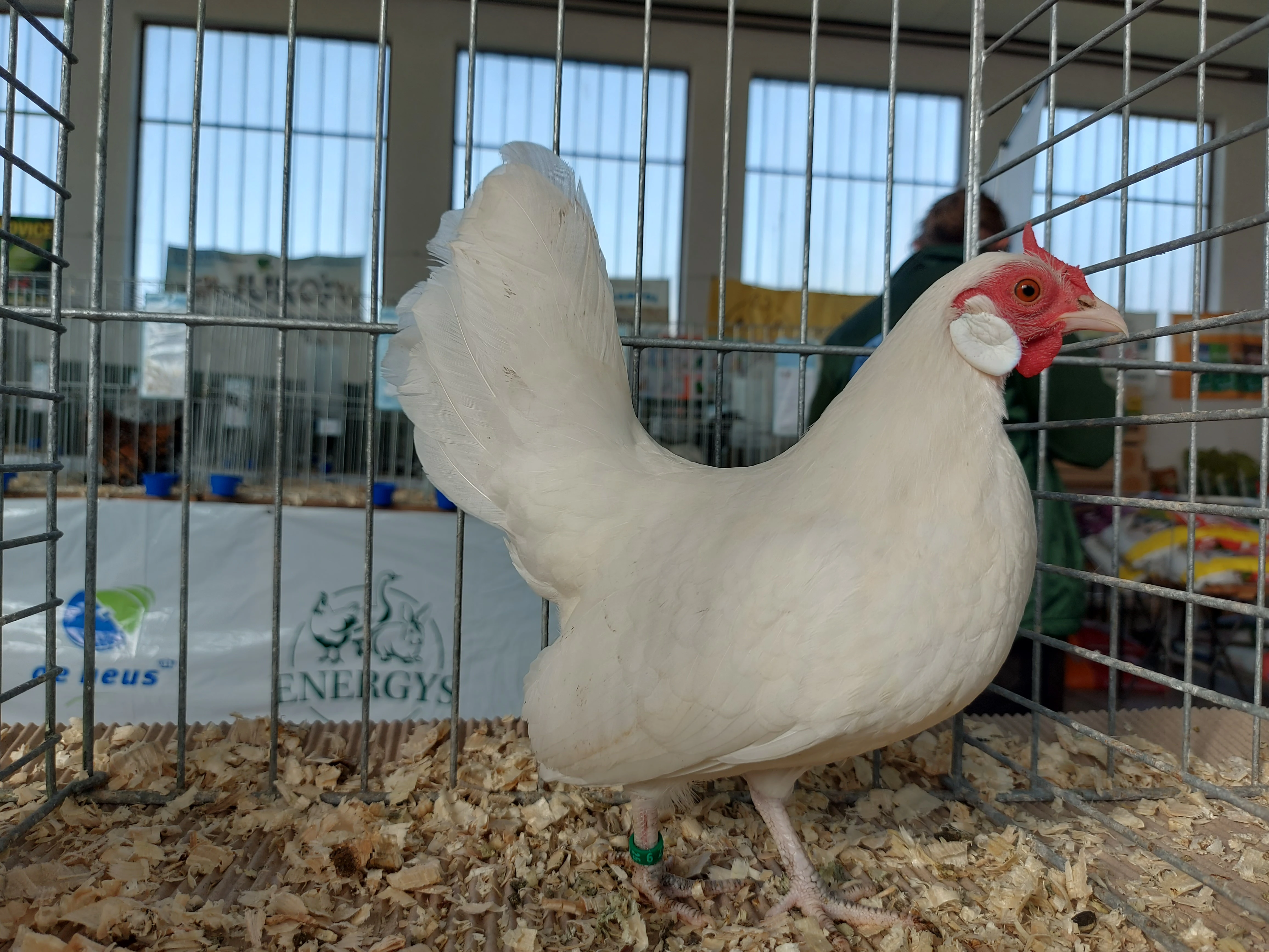 Bantamka bílá, bílá kolumbijská,  divoká