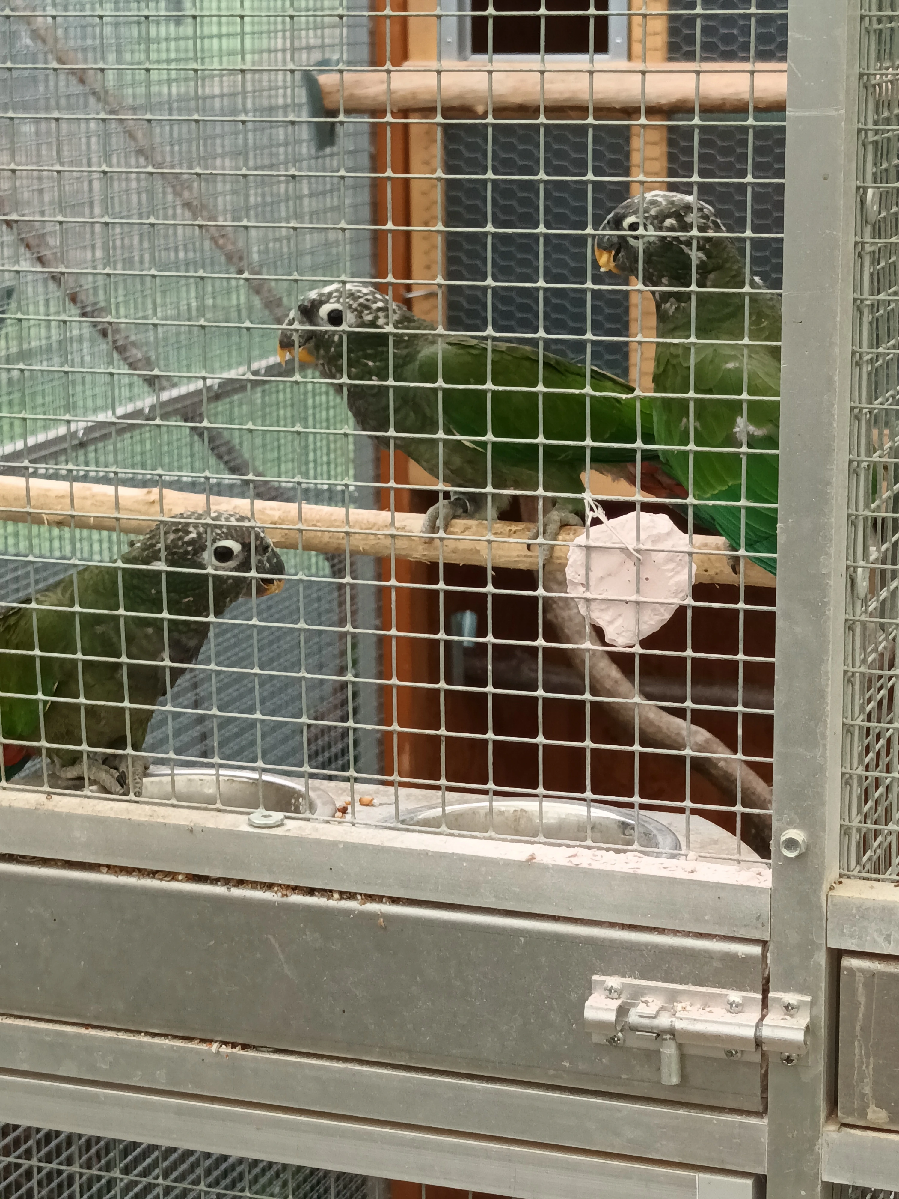 Amazonek šupinkový