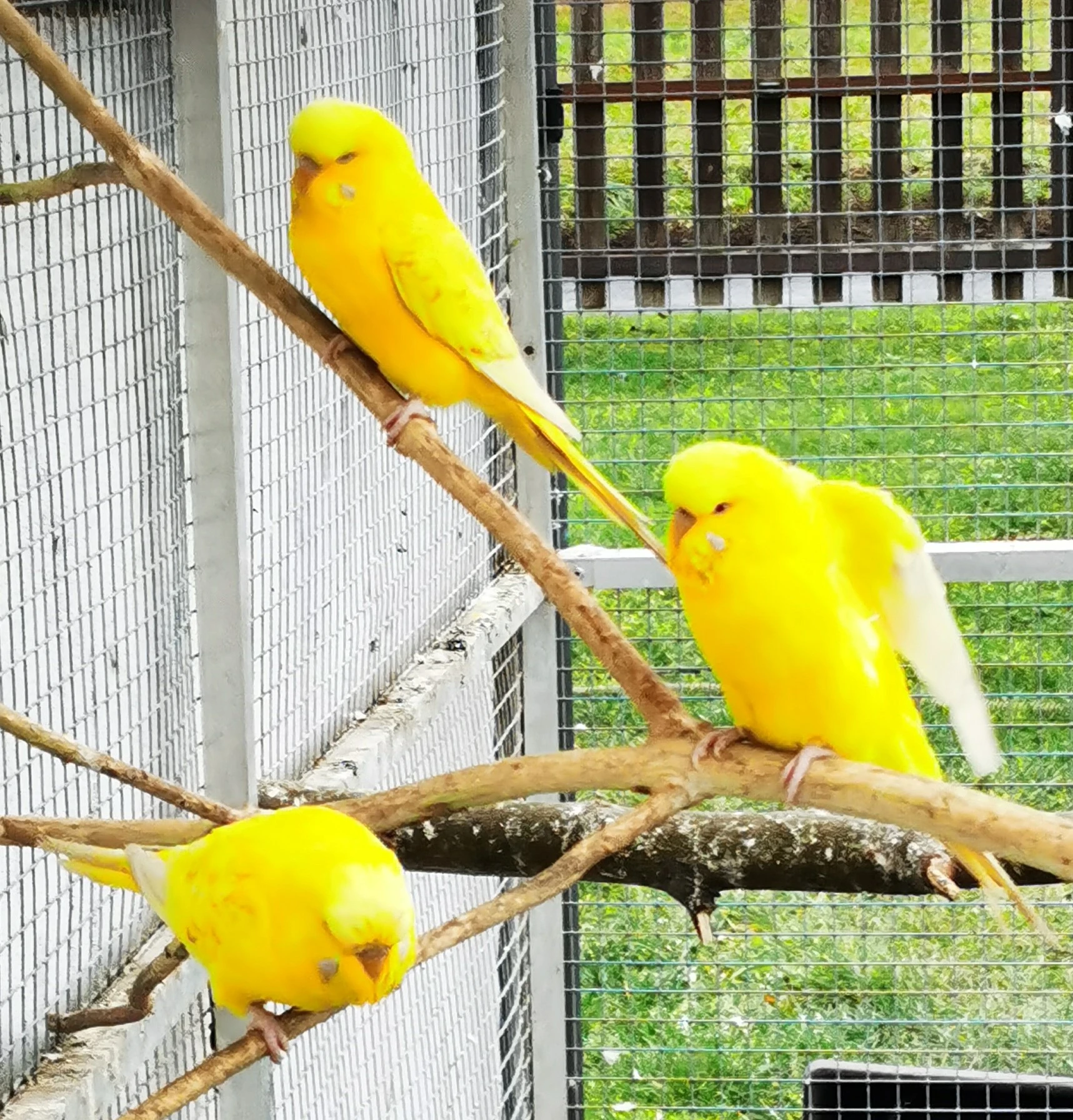 Andulka vlnkovaná 2025 po výstavních rodičích