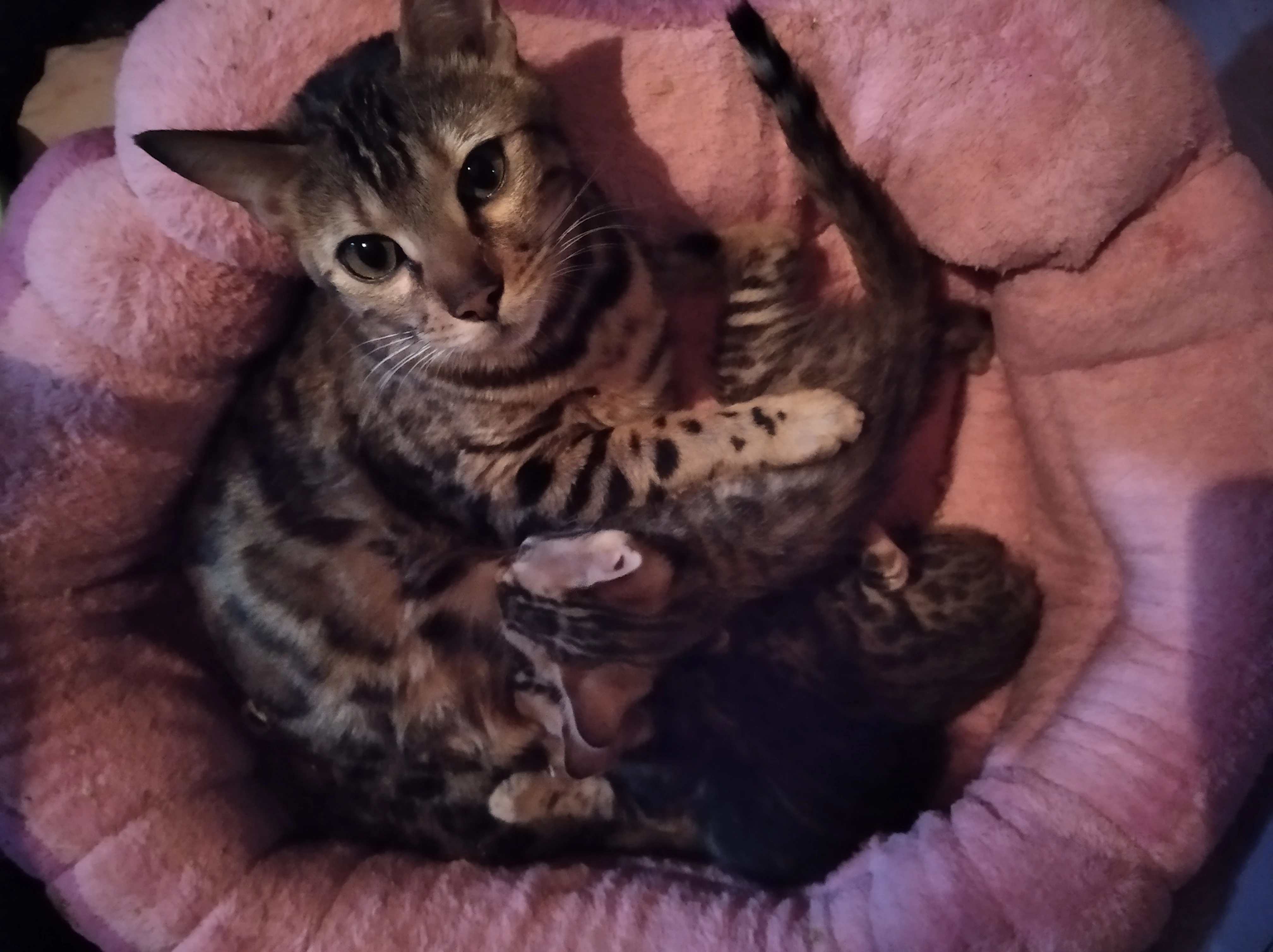 Bengálské koťátka s PP CH.s.nabizi k rezervaci bengálské koťátka s PP