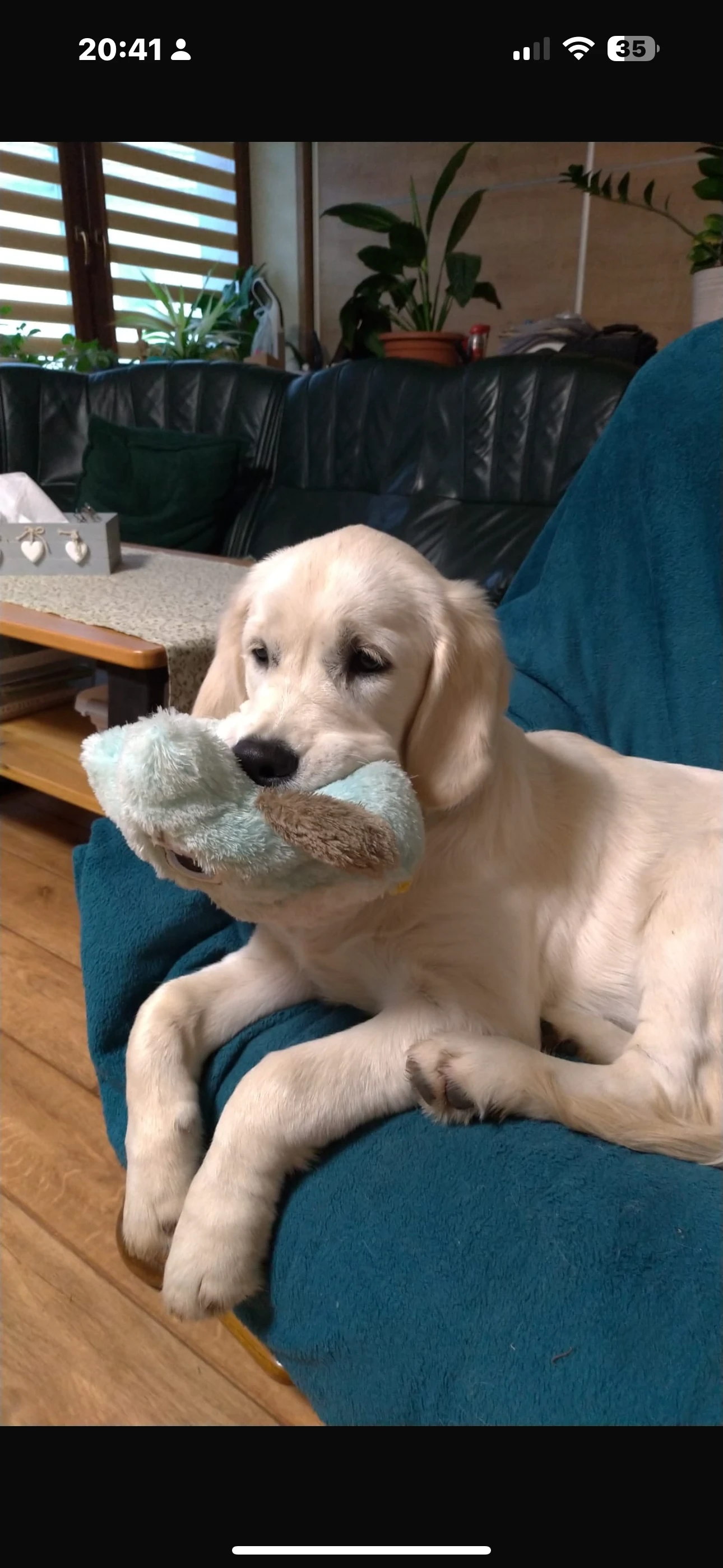 Fenka s PP 5měsíců