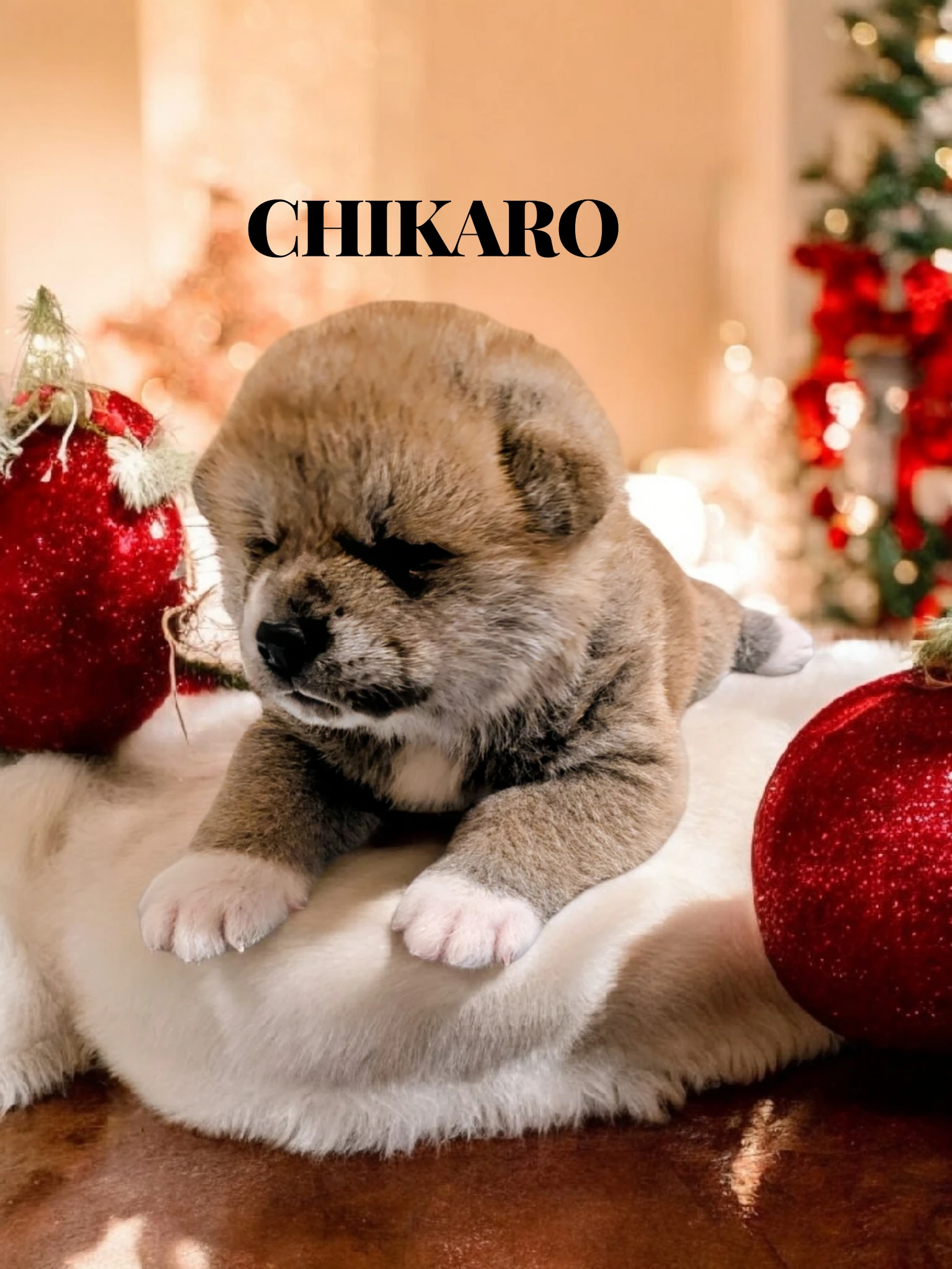 Štěňátka Akita Inu s PP