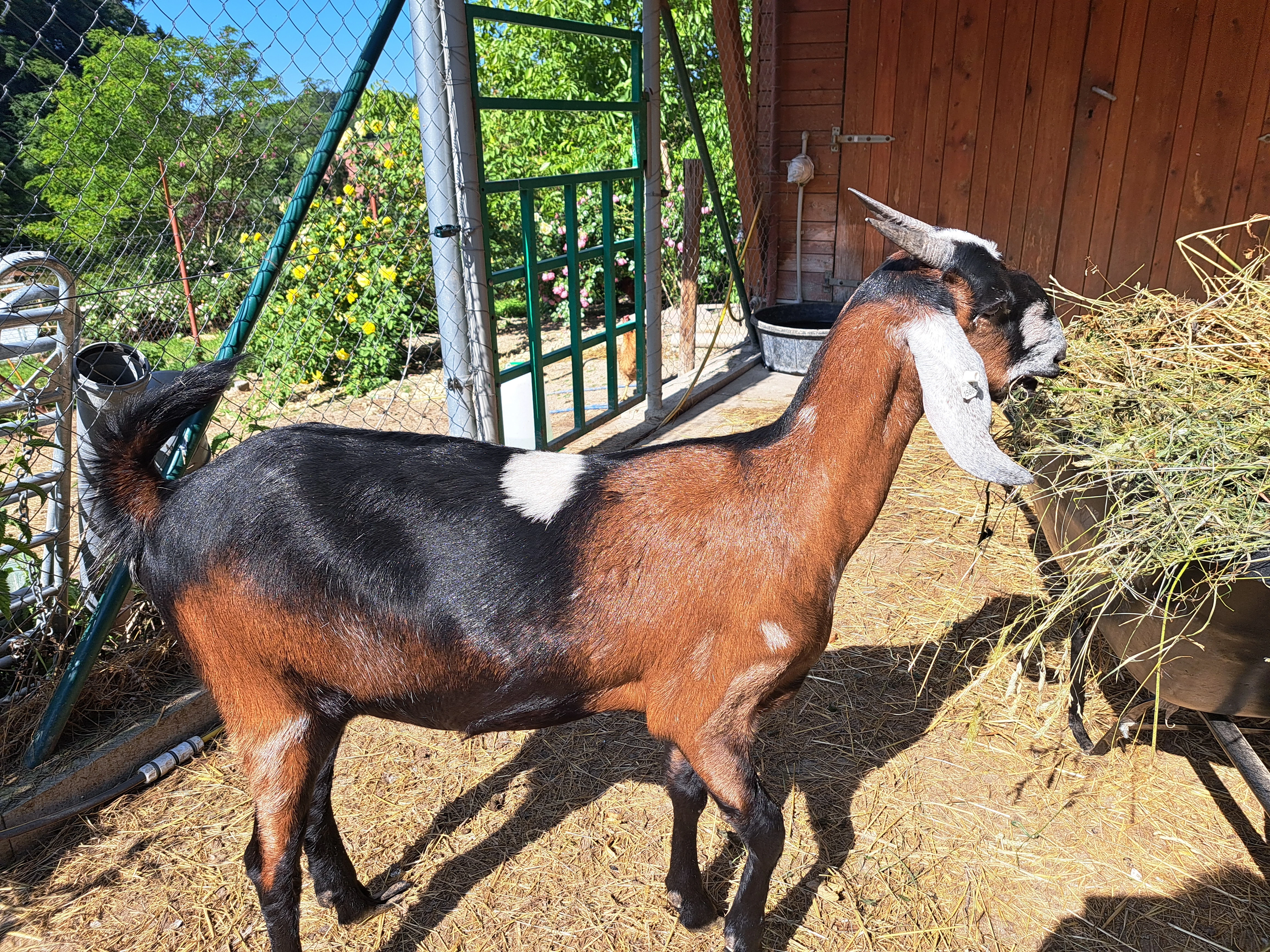 Prodám 100 % an kozičku s pop