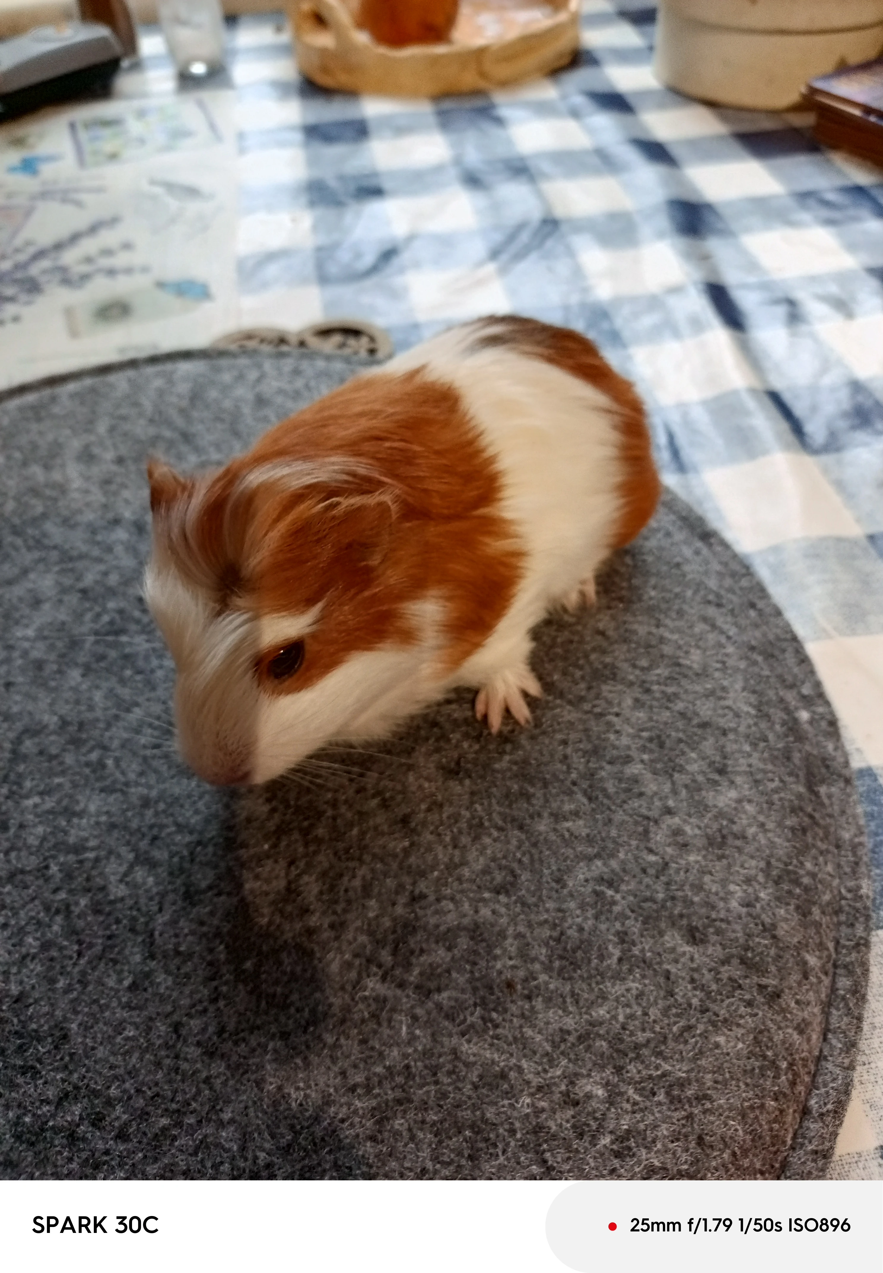 Prodám dva bratry s VP