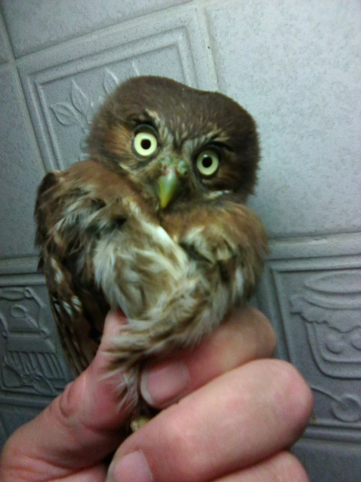 Prodám kulíšek brazilský