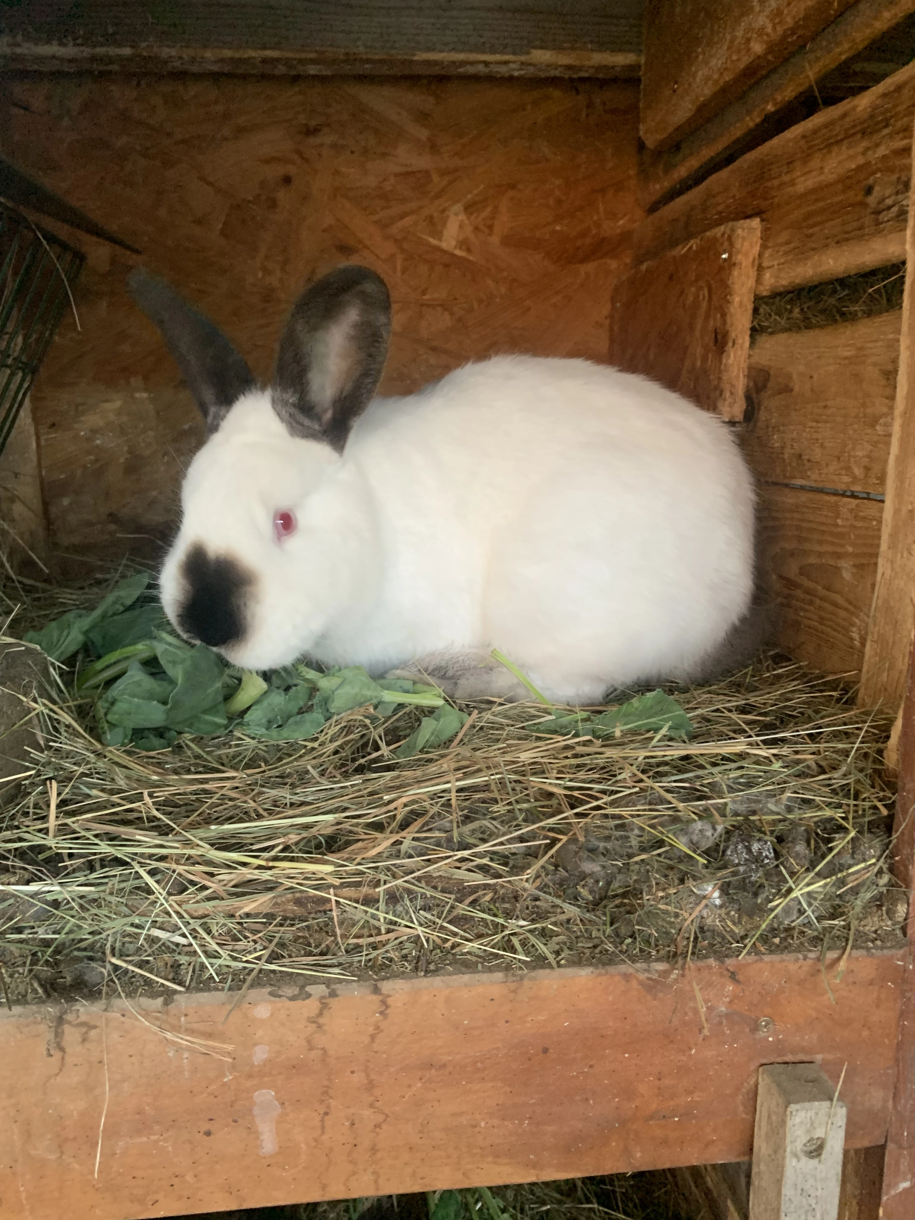 Králíci s rodokmenem