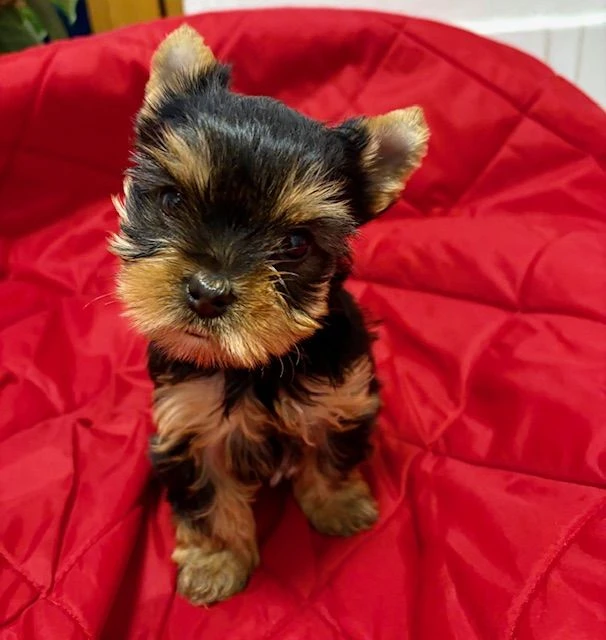 Jorkšírek s PP FCI - štěně fenka