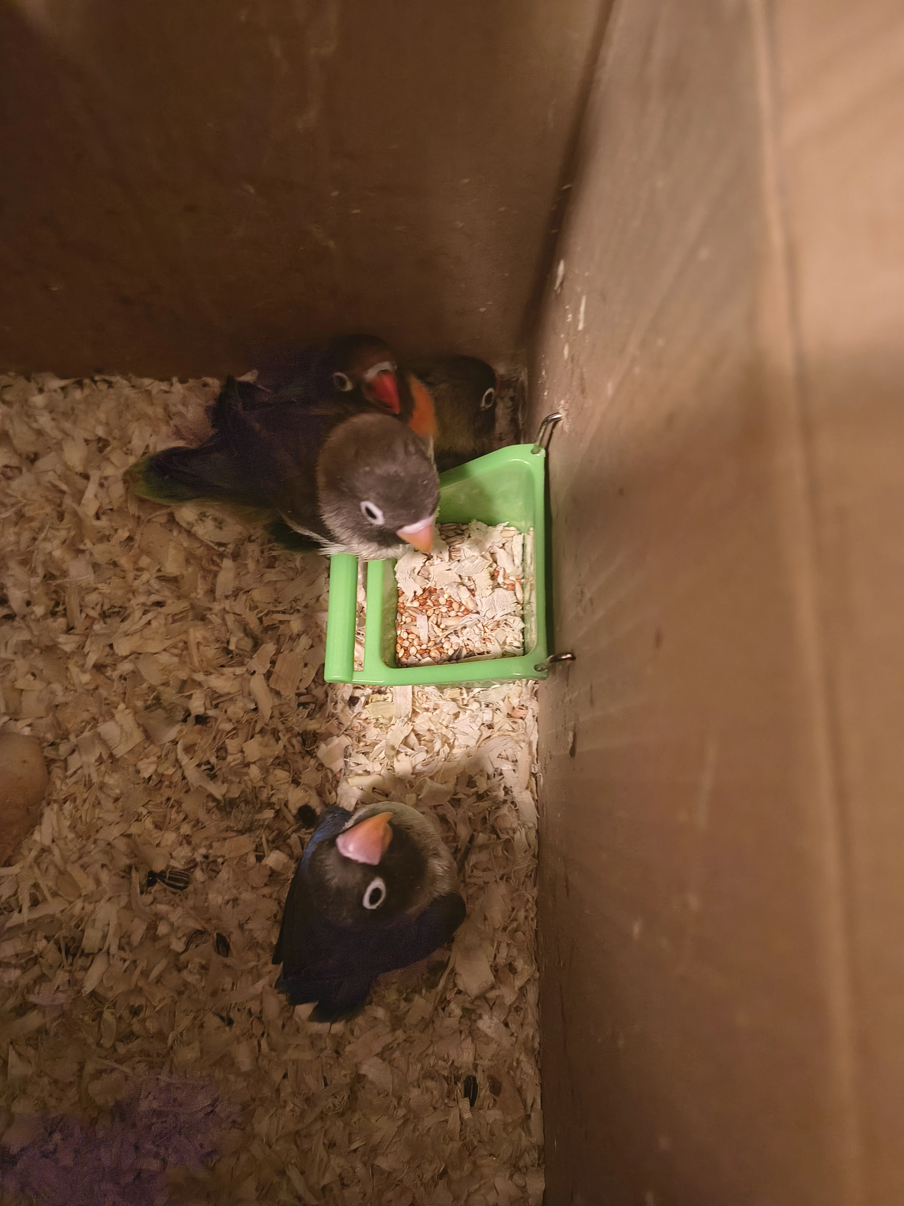 Agapornys škraboška