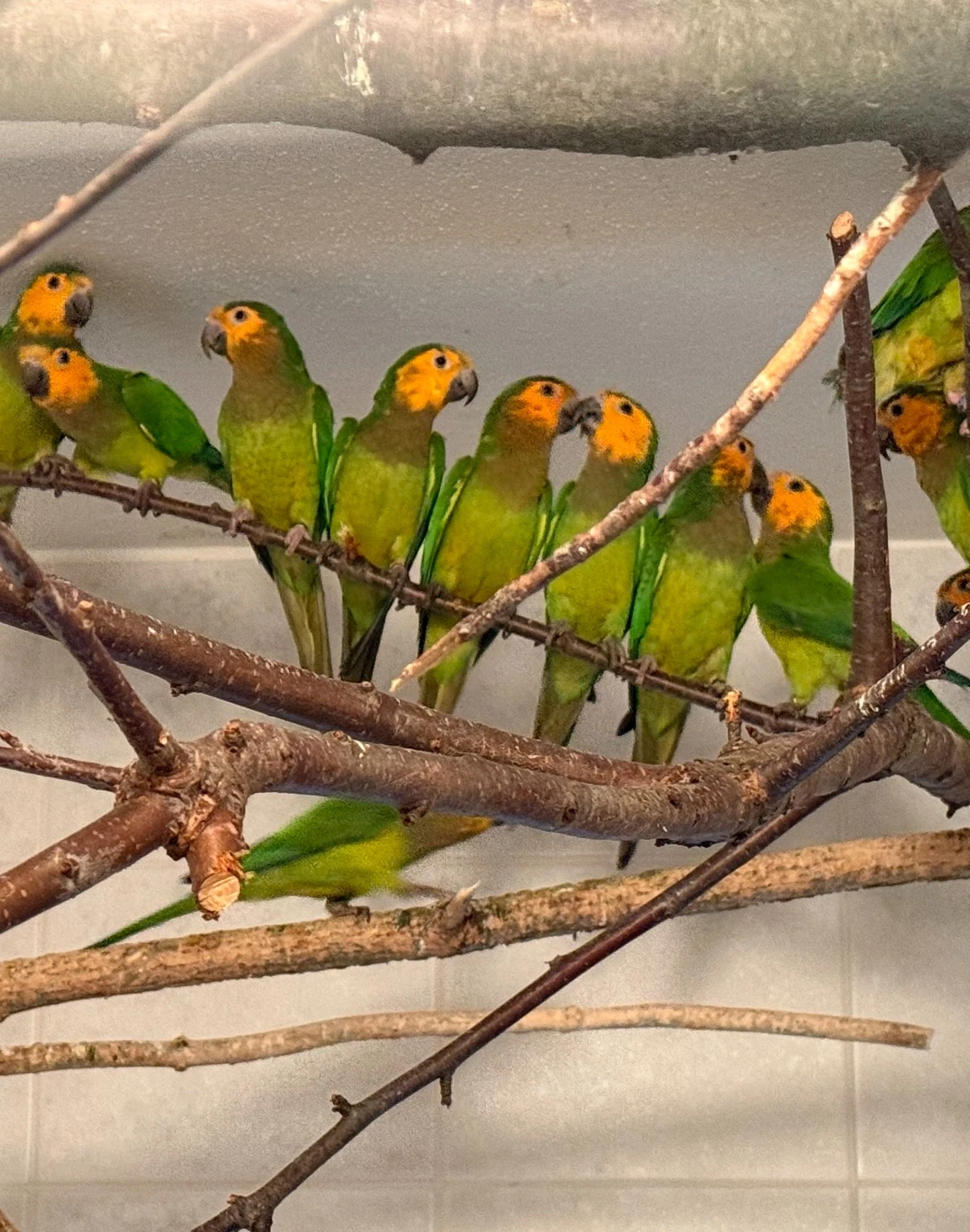 Aratingy hnědohrdlé