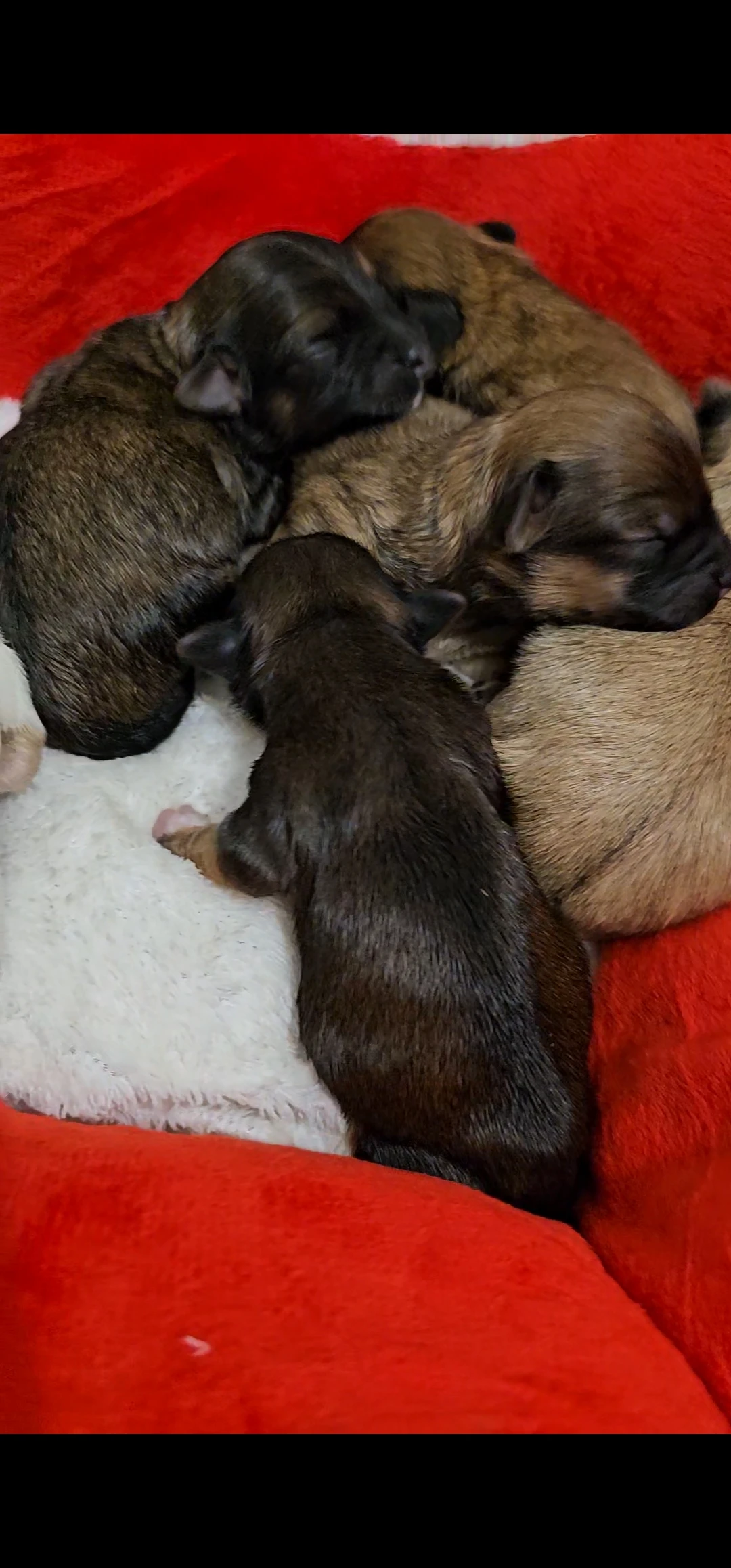 Havanský psík s PP v FCI