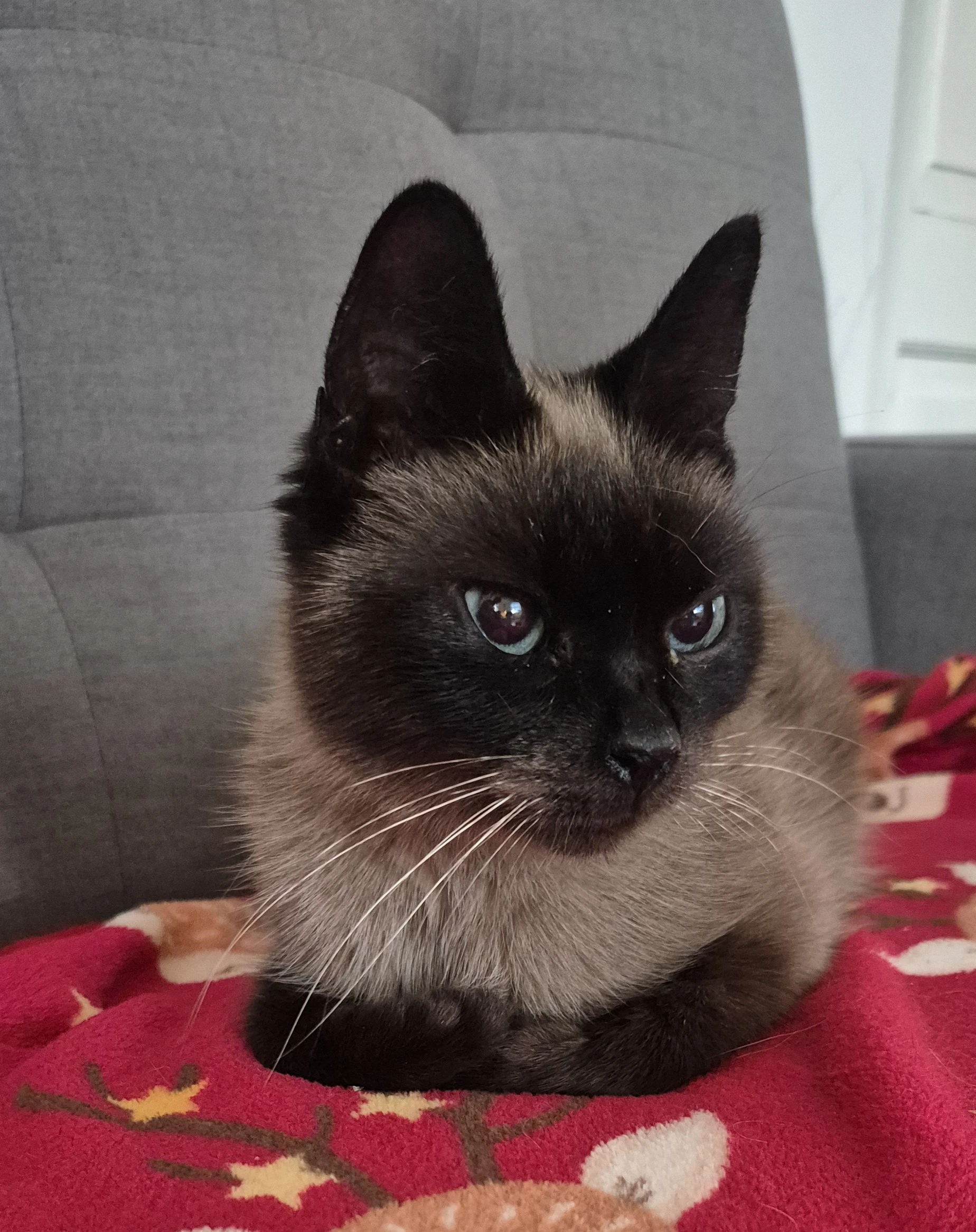 Nechtěl by se někdo ujmout malé bojovnice? 