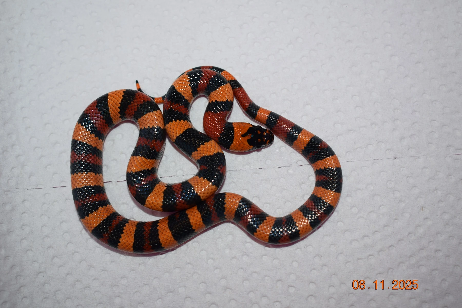 Korálovka mex cambeli odchov