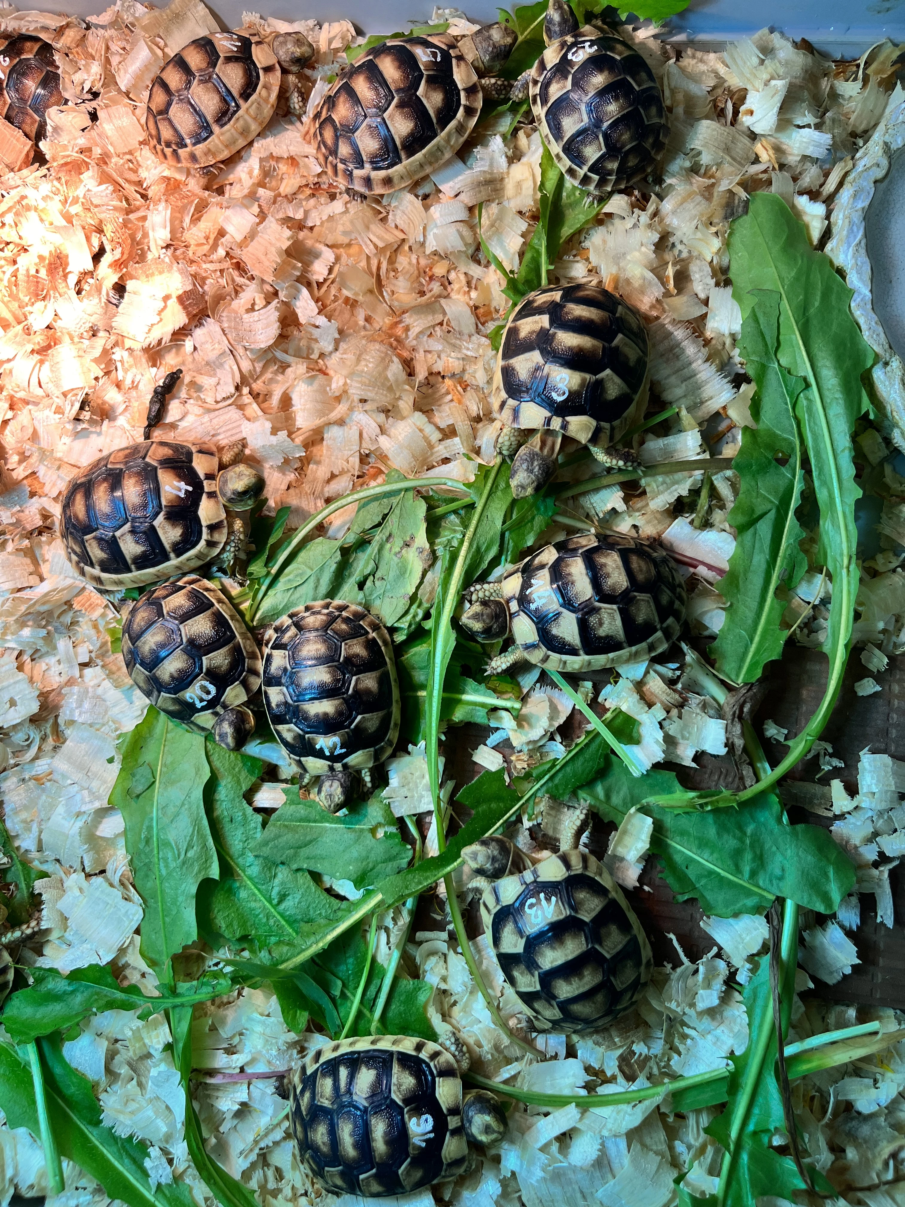 Želva vroubená- Testudo marginata