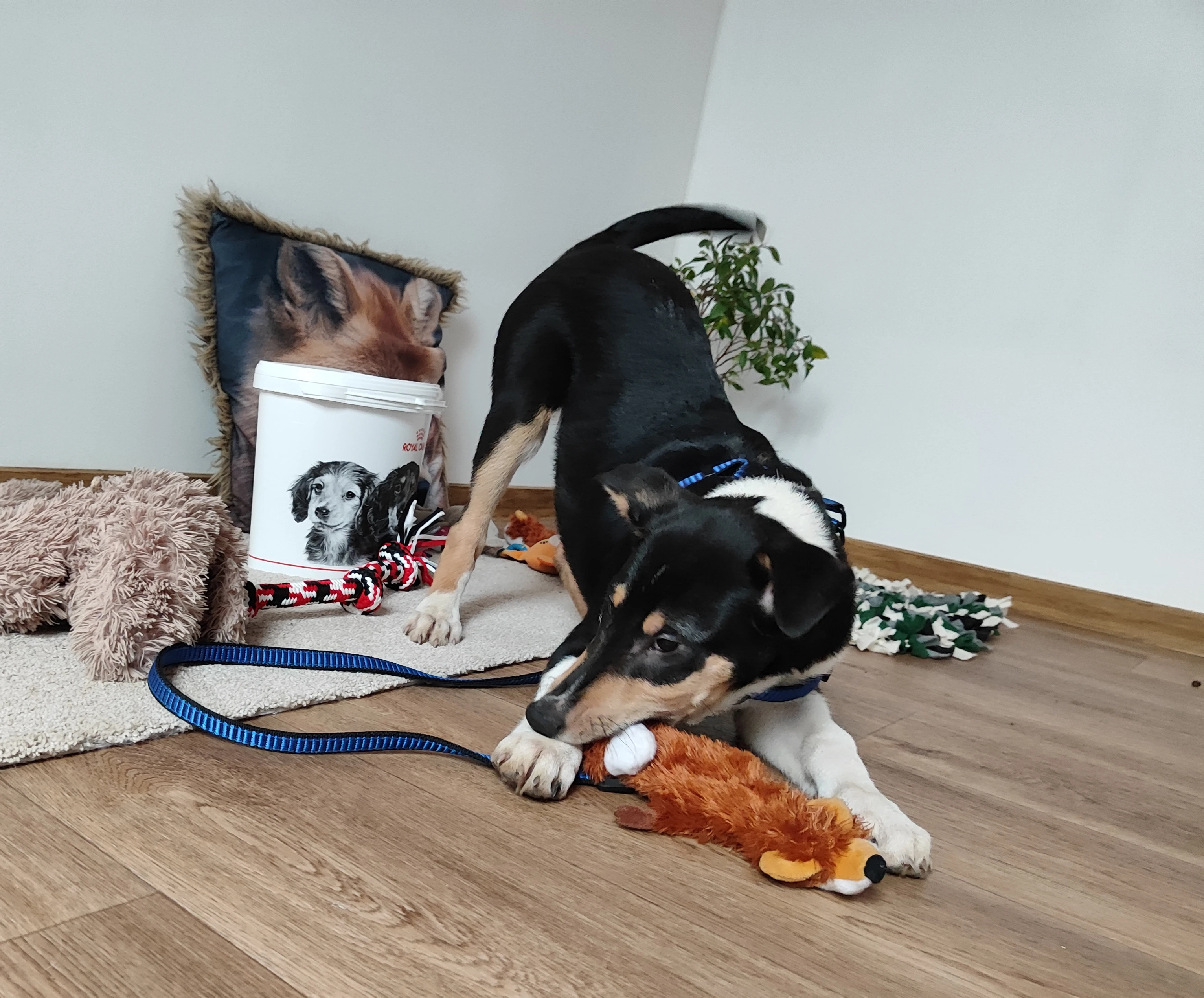 Kólie krátkosrstá