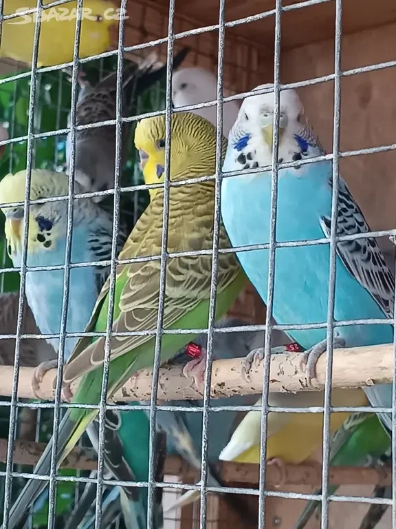 Andulka vlnkovaná - okroužkované