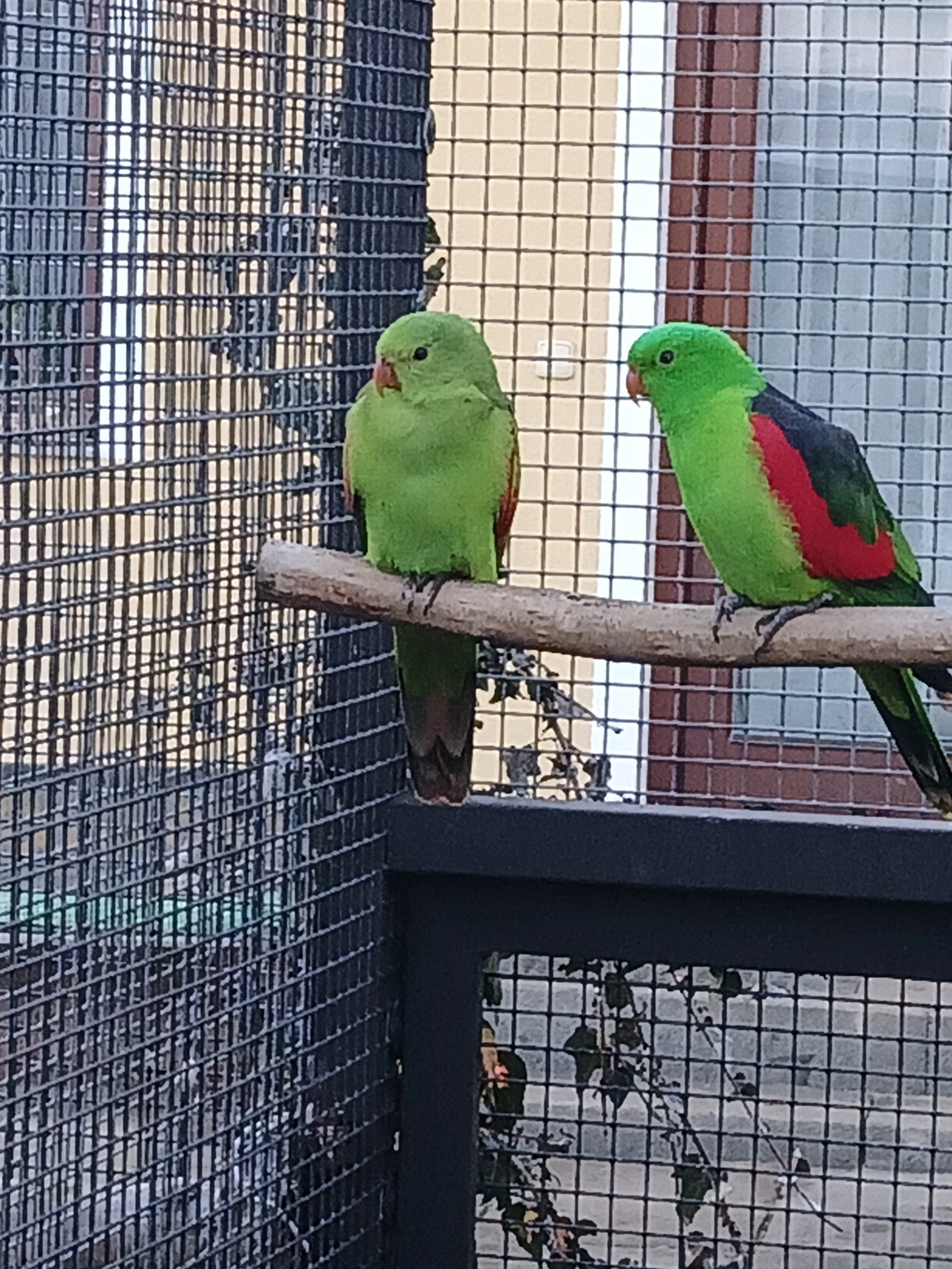 Papoušek červenokřídlý