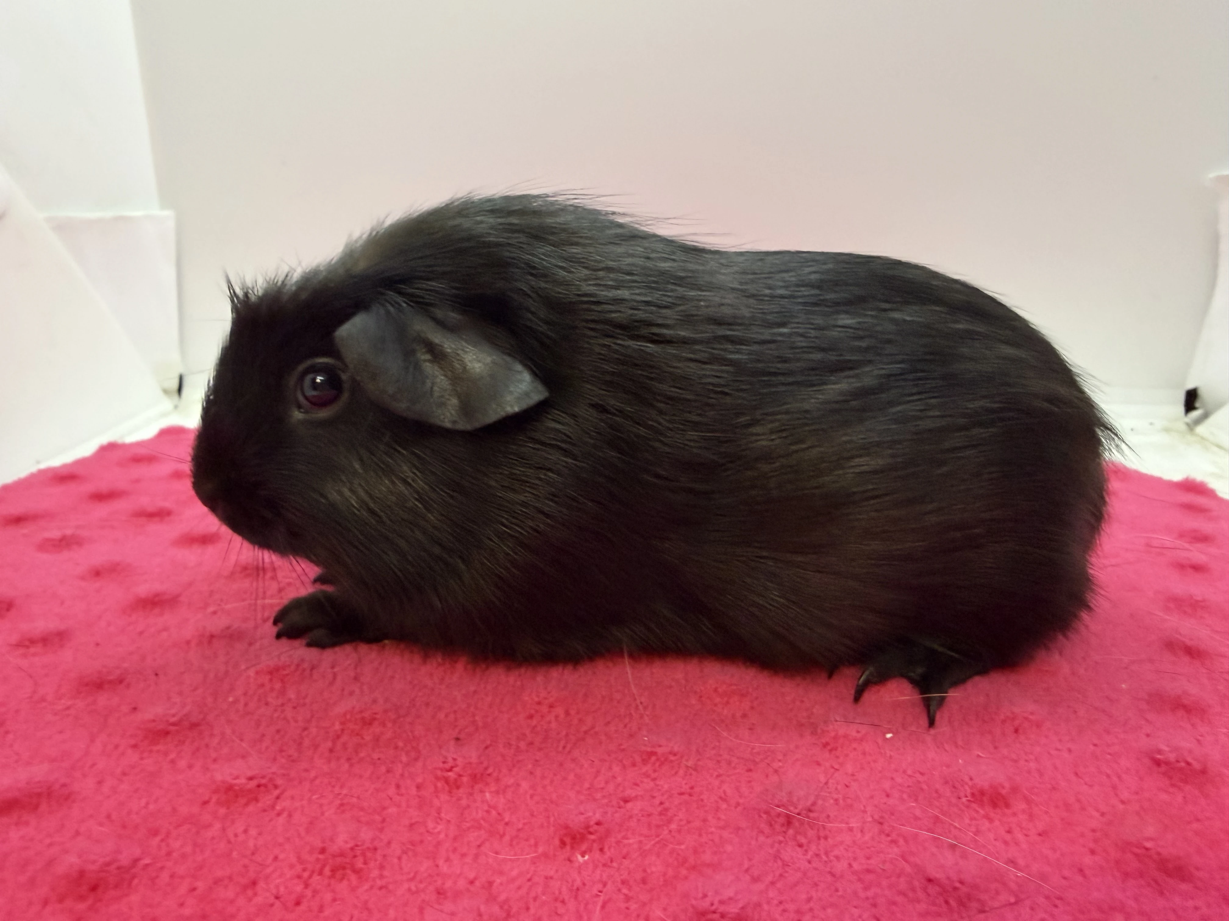 Morče crested samečci černí s PP