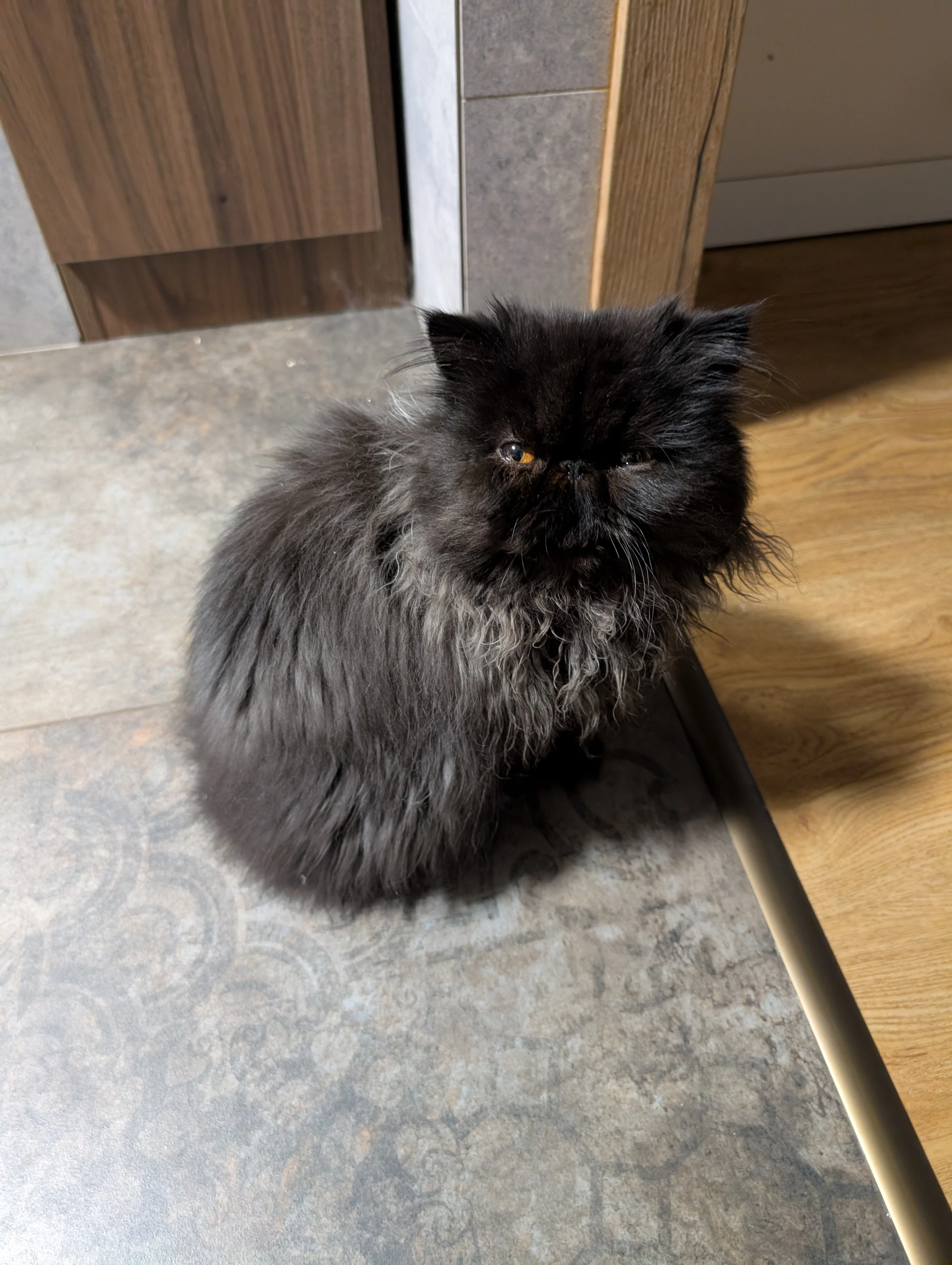 Černý perský kocourek