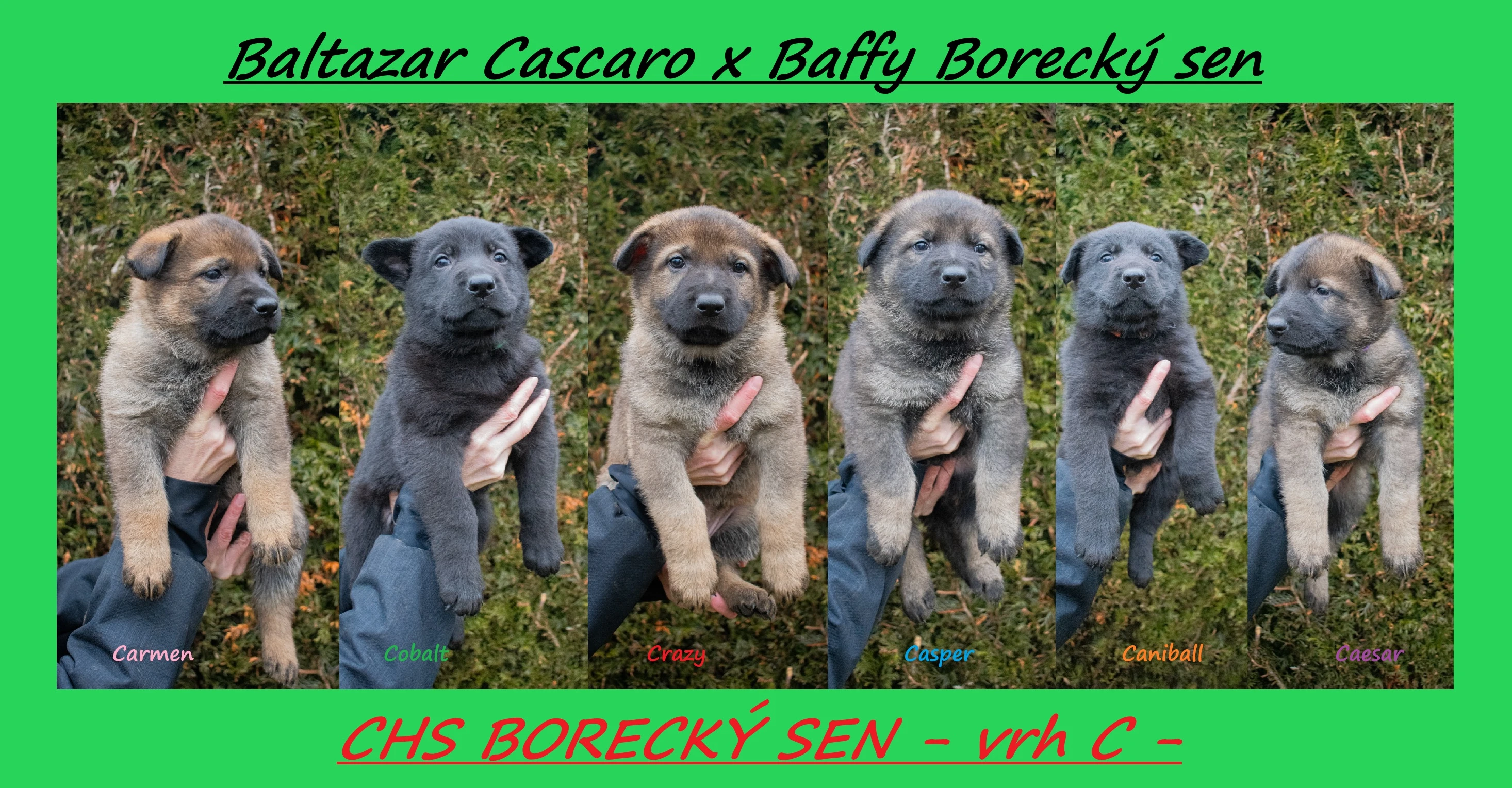 Německý ovčák s PP - štěňátka