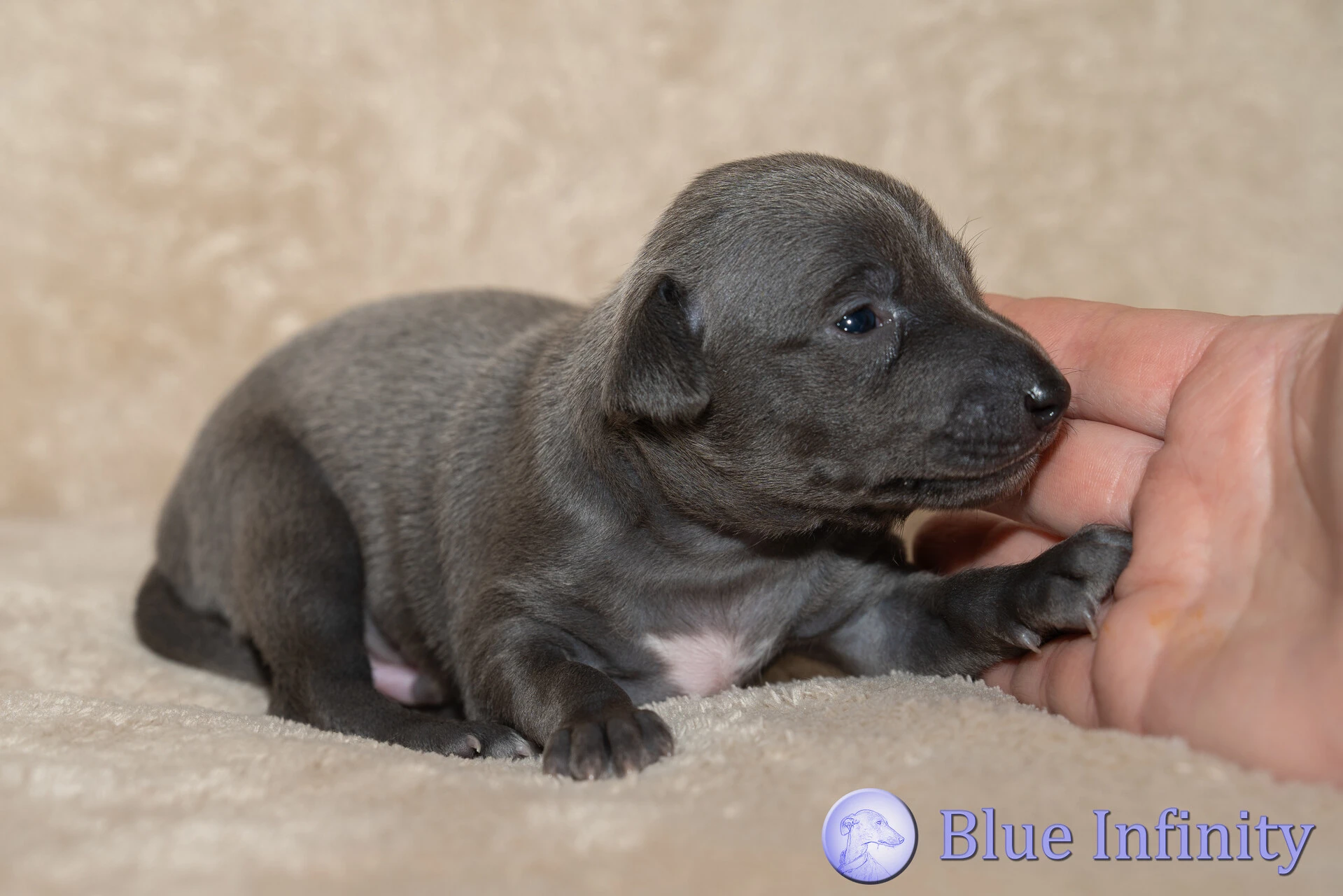 Štěňátka italského chrtíka