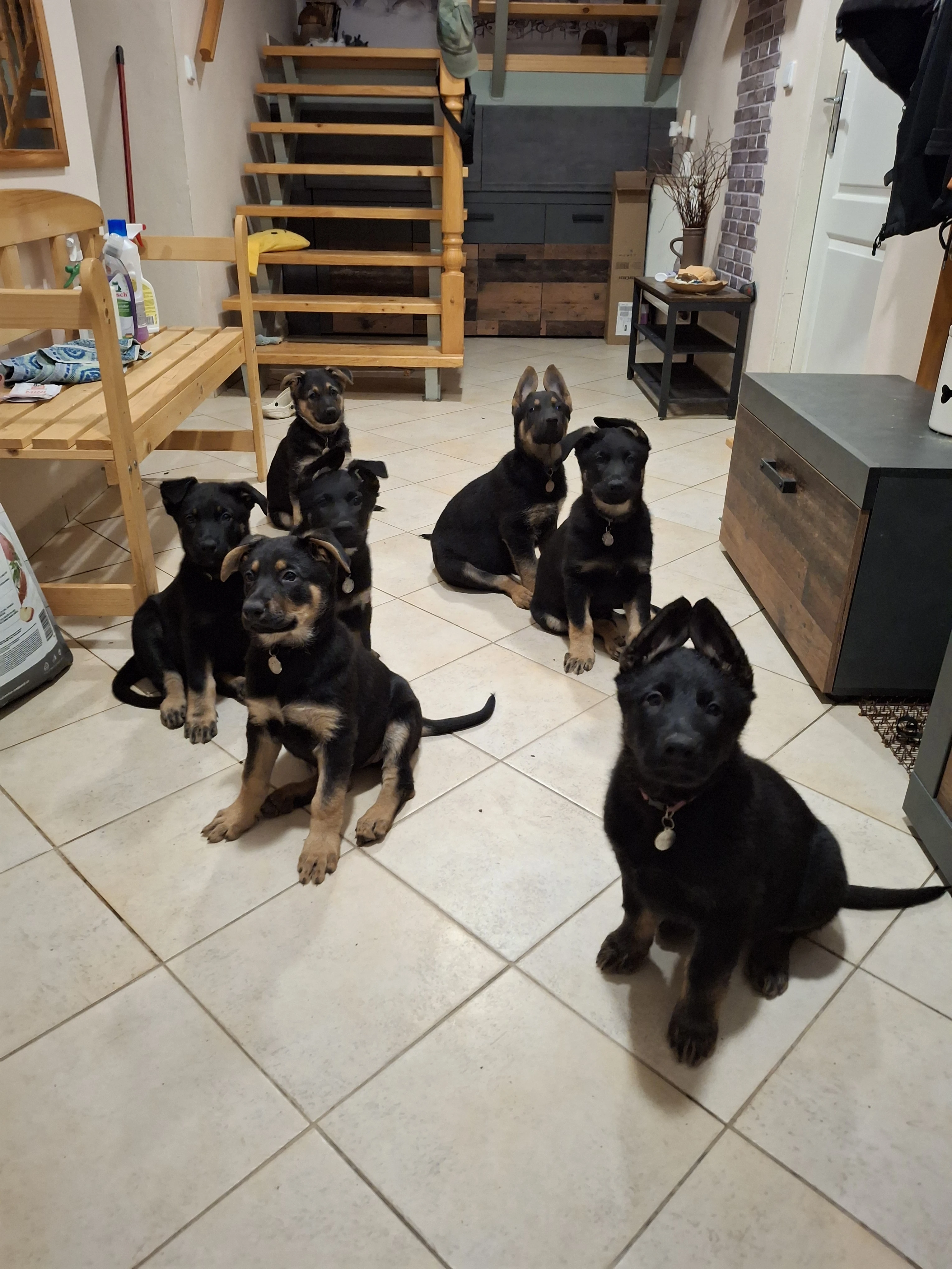 Štěňata typu německý ovčák