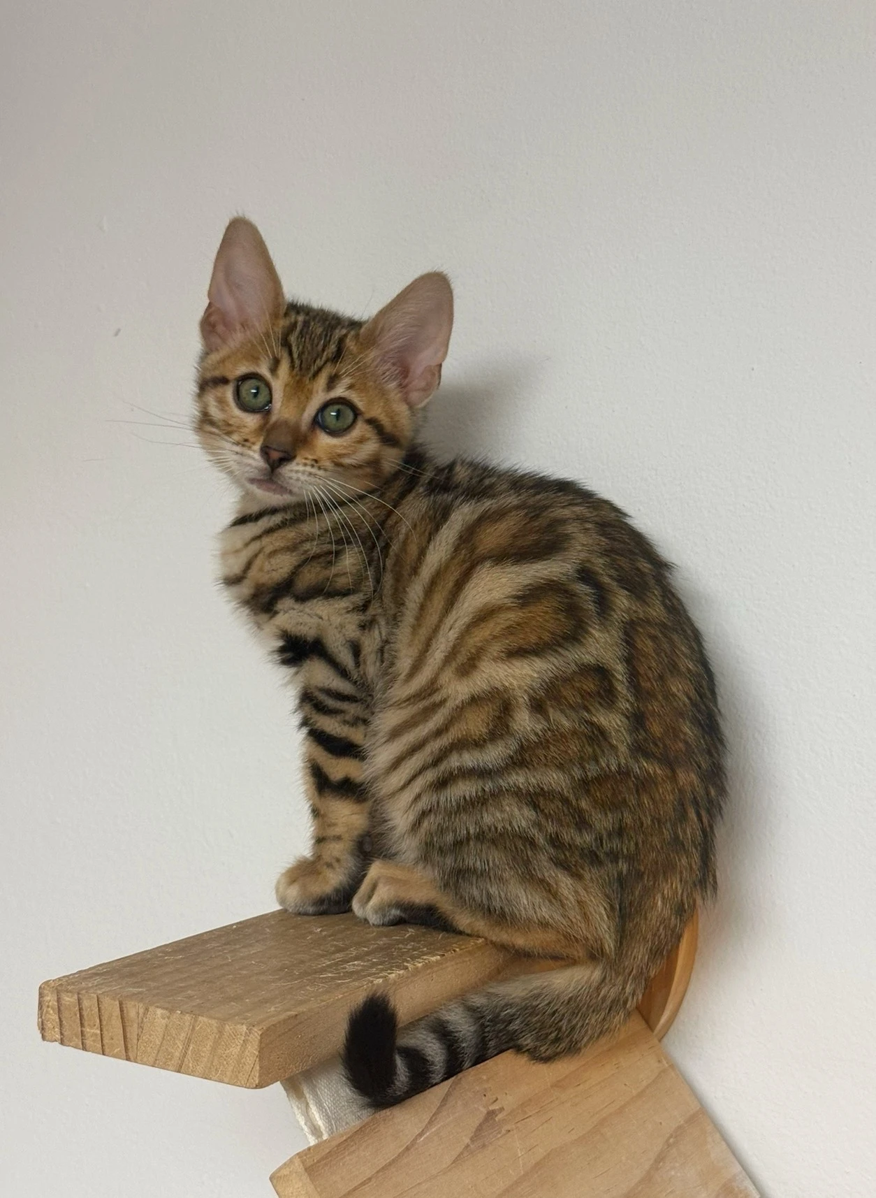 Bengálská kočička s PP