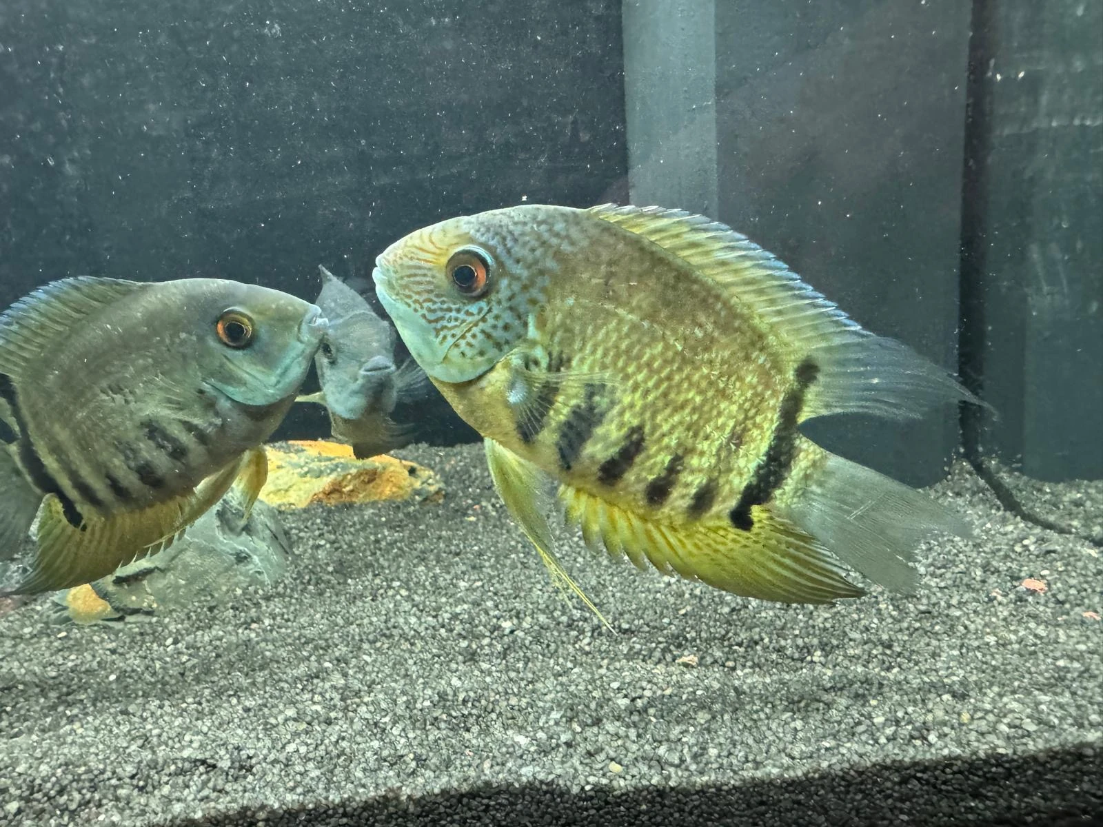 Nabízím mladé kančíky červenooké