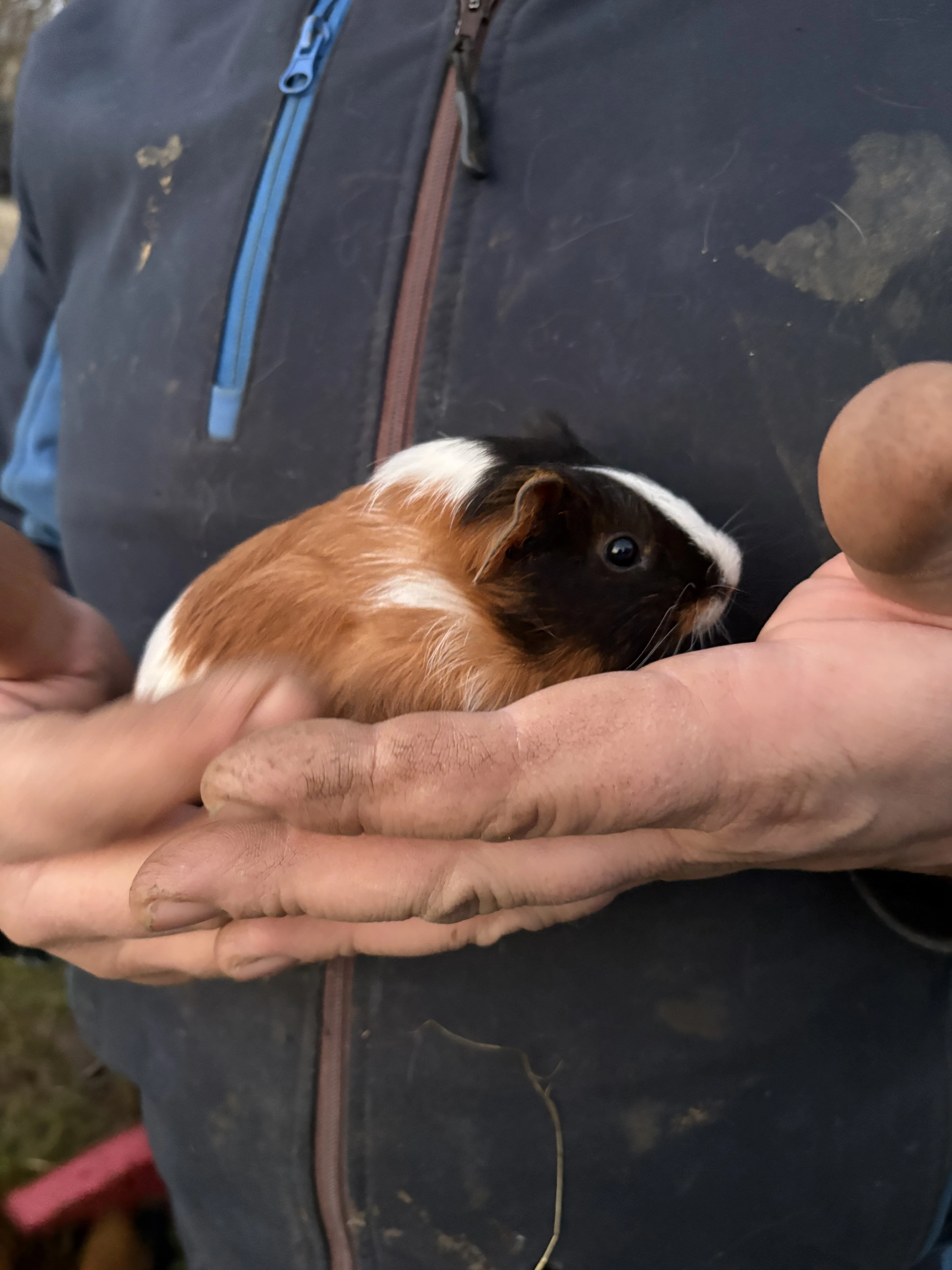 Morče krátkosrsté