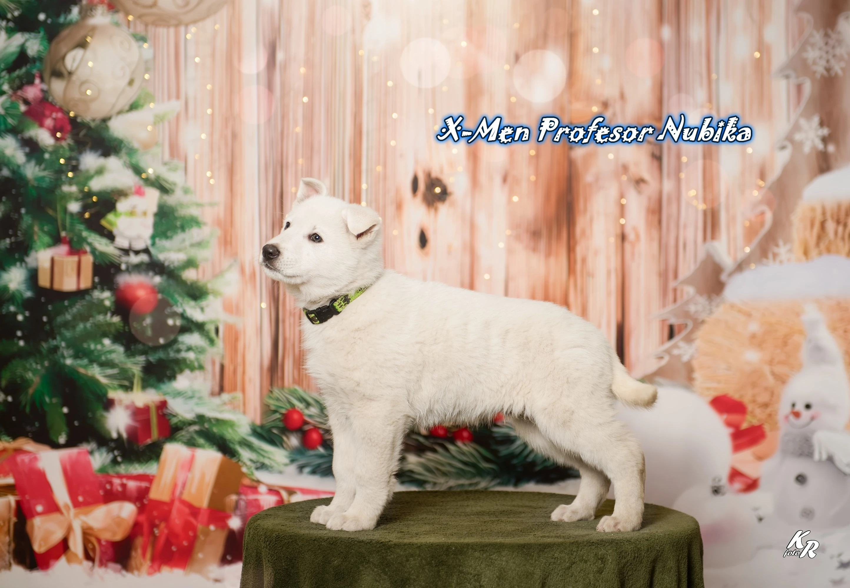 Bílý švýcarský ovčák s PP-štěně