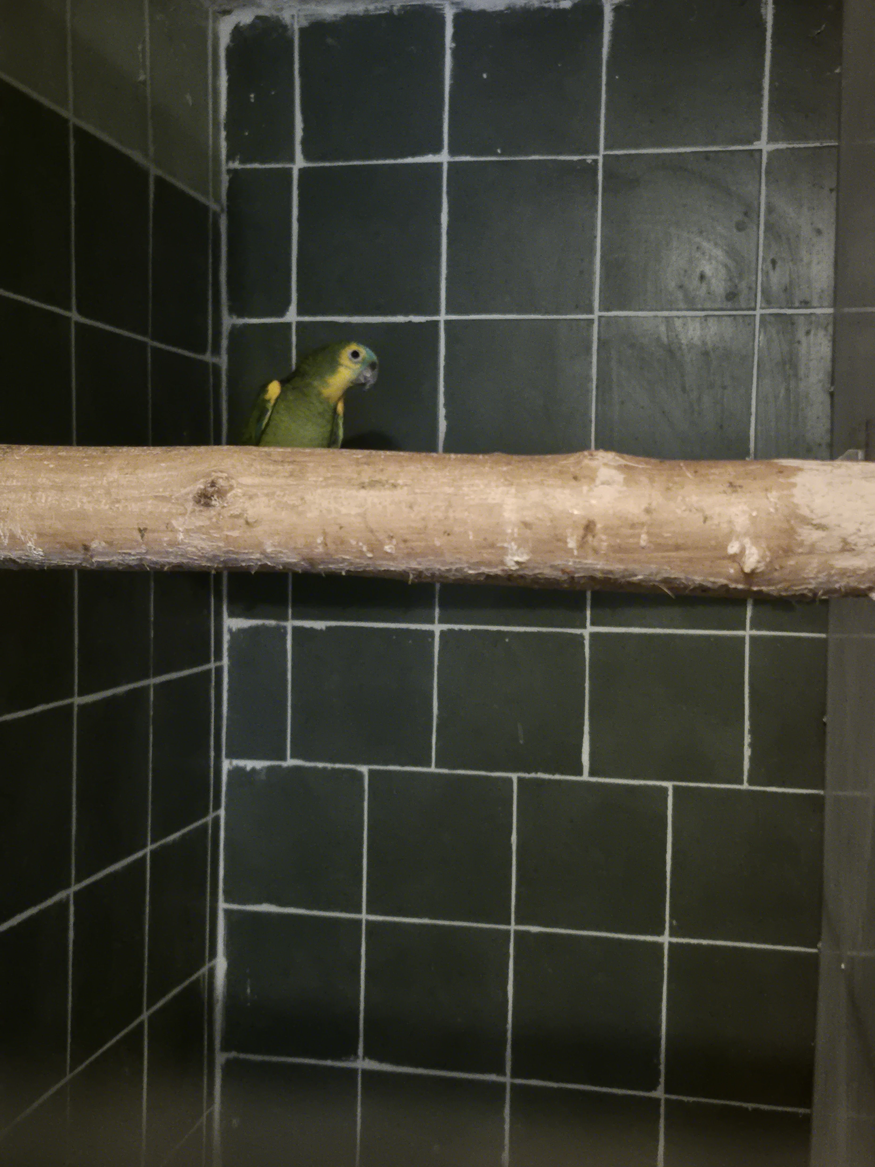 Prodám amazoňana modročelého