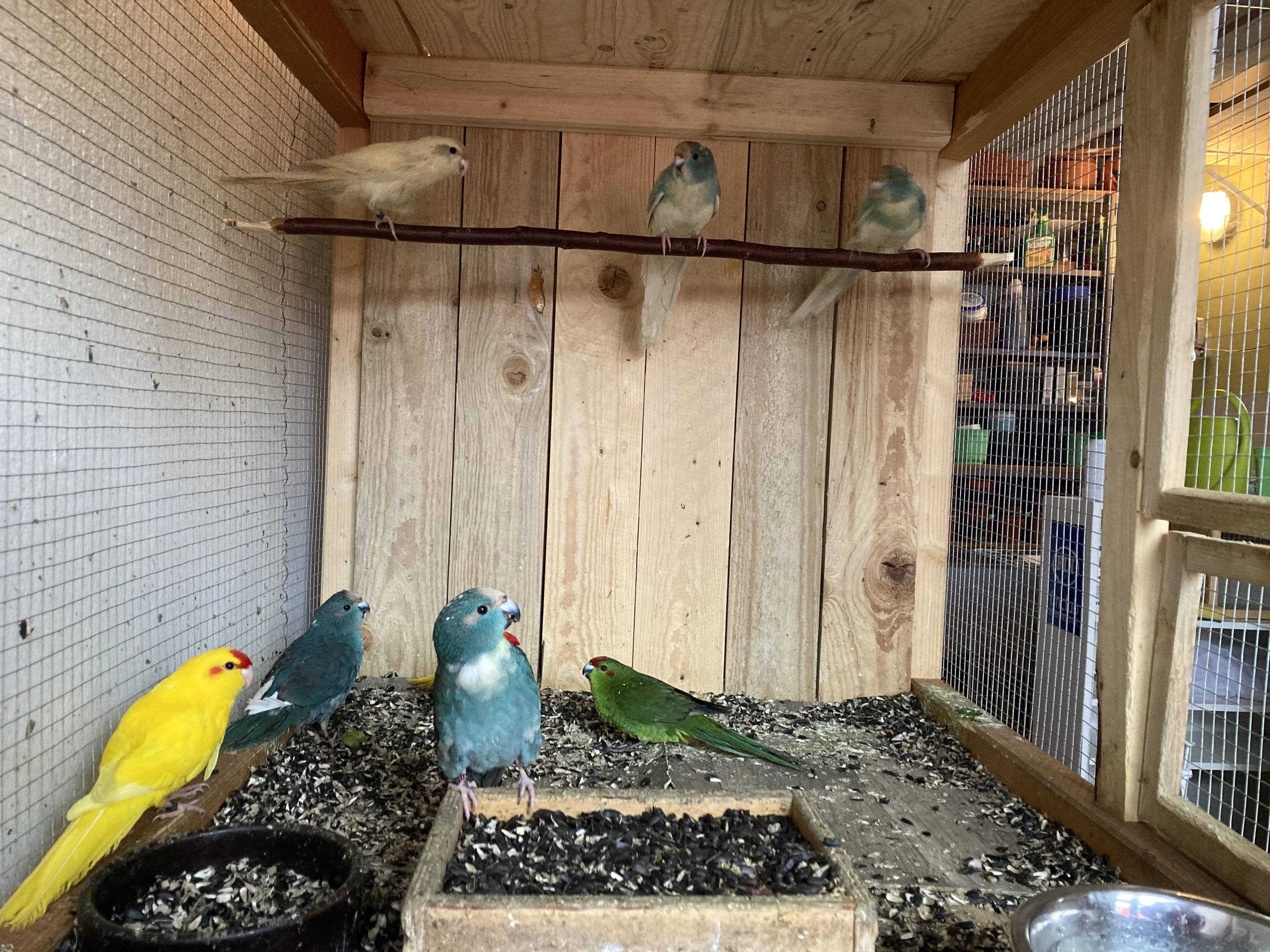 Kakariki červenočelý