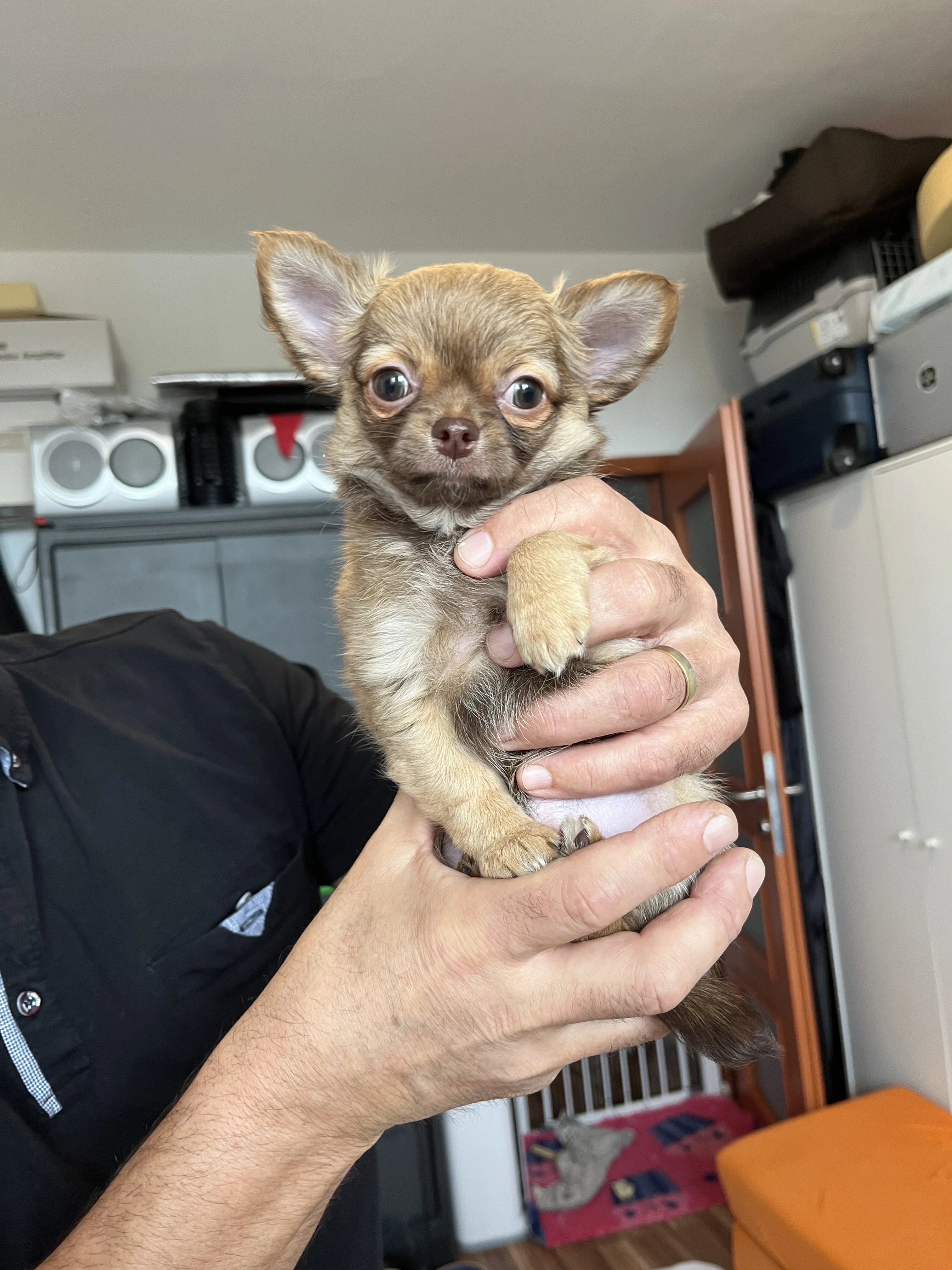 Čivava dlouhosrstá s PP