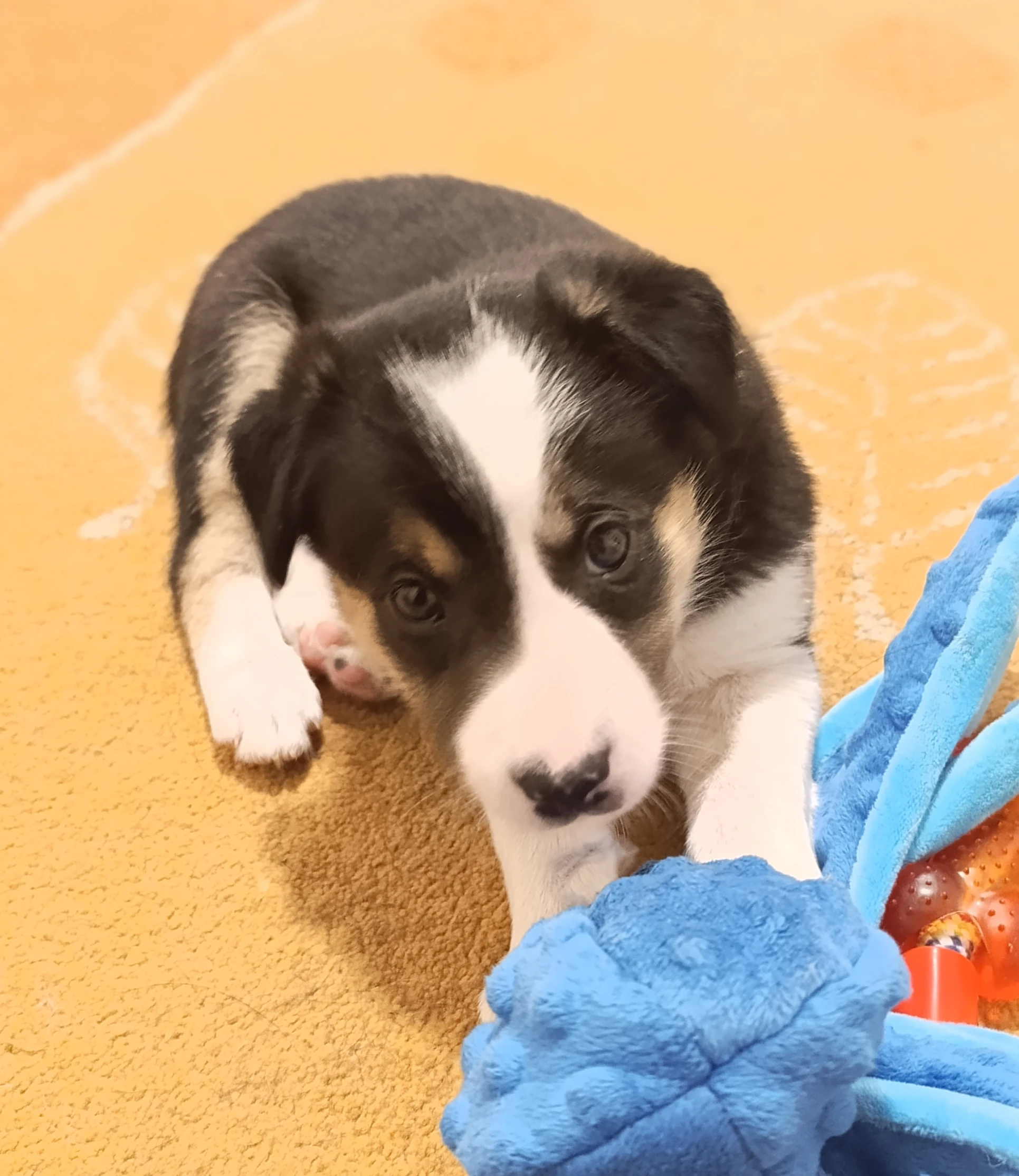 Trikolorní krátkosrstý pejsek Border kolie s PP