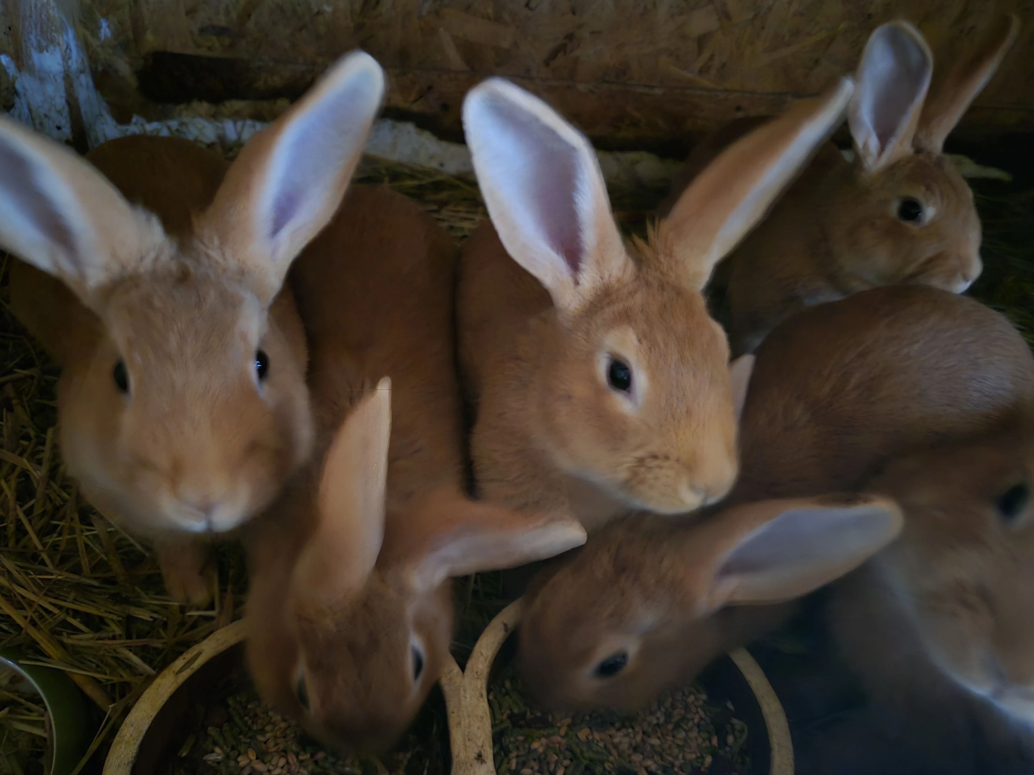 Burgundský králík