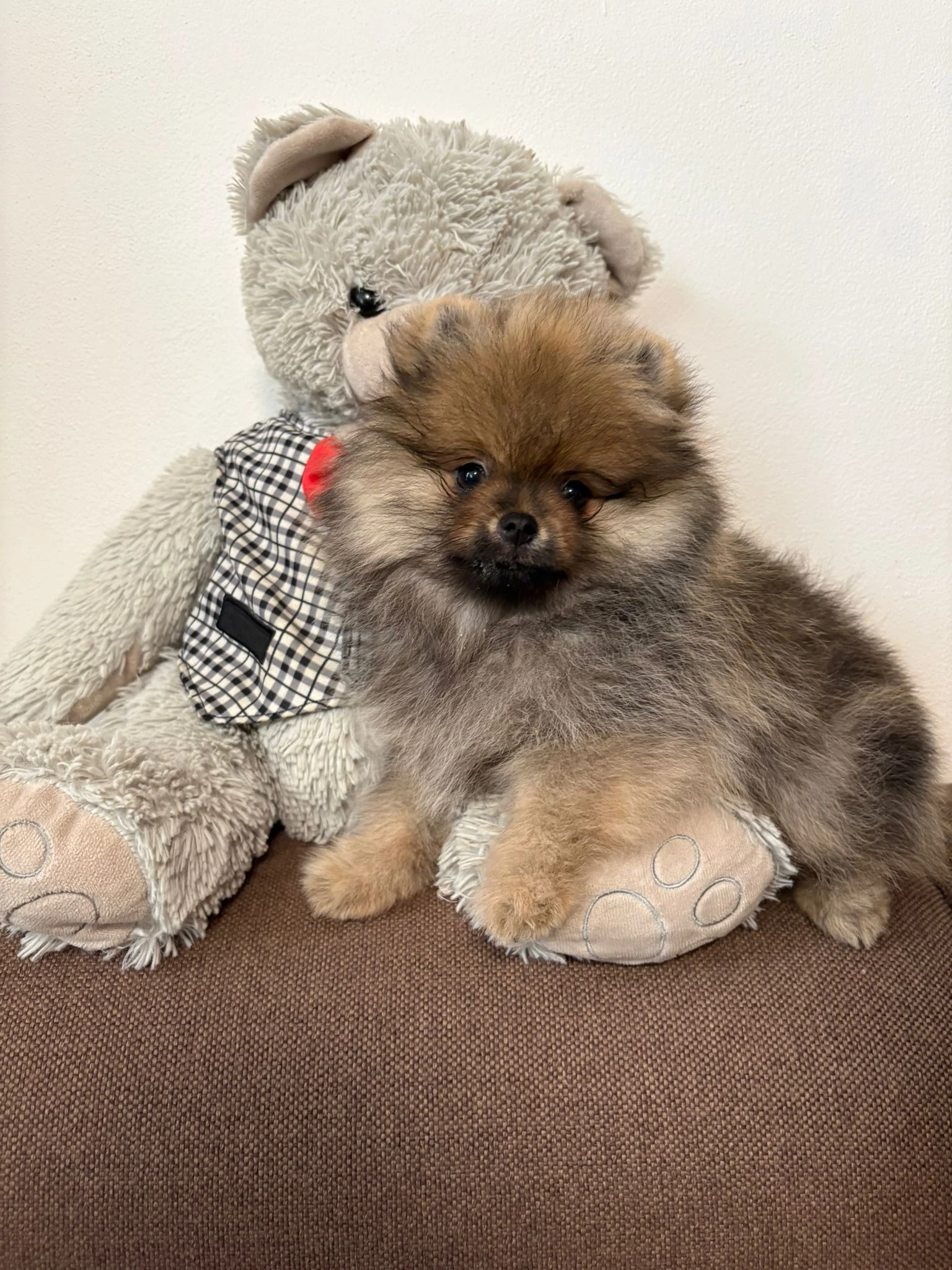 Štěňata pomeraniana s PP FCI