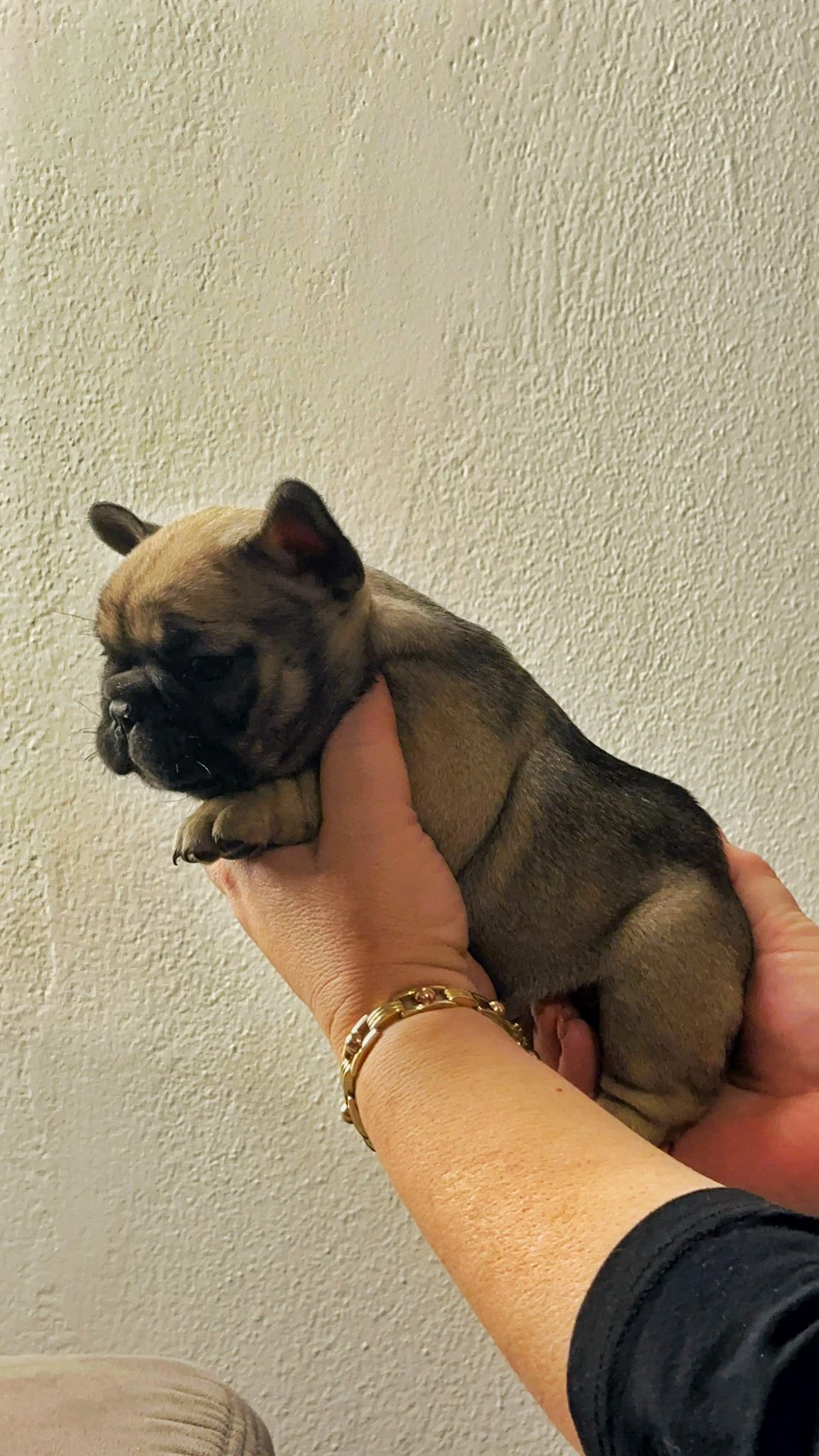 Štěňátka Francouzských buldočků