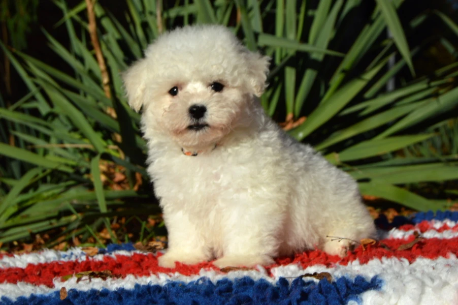 Bišonek Frisé s PP