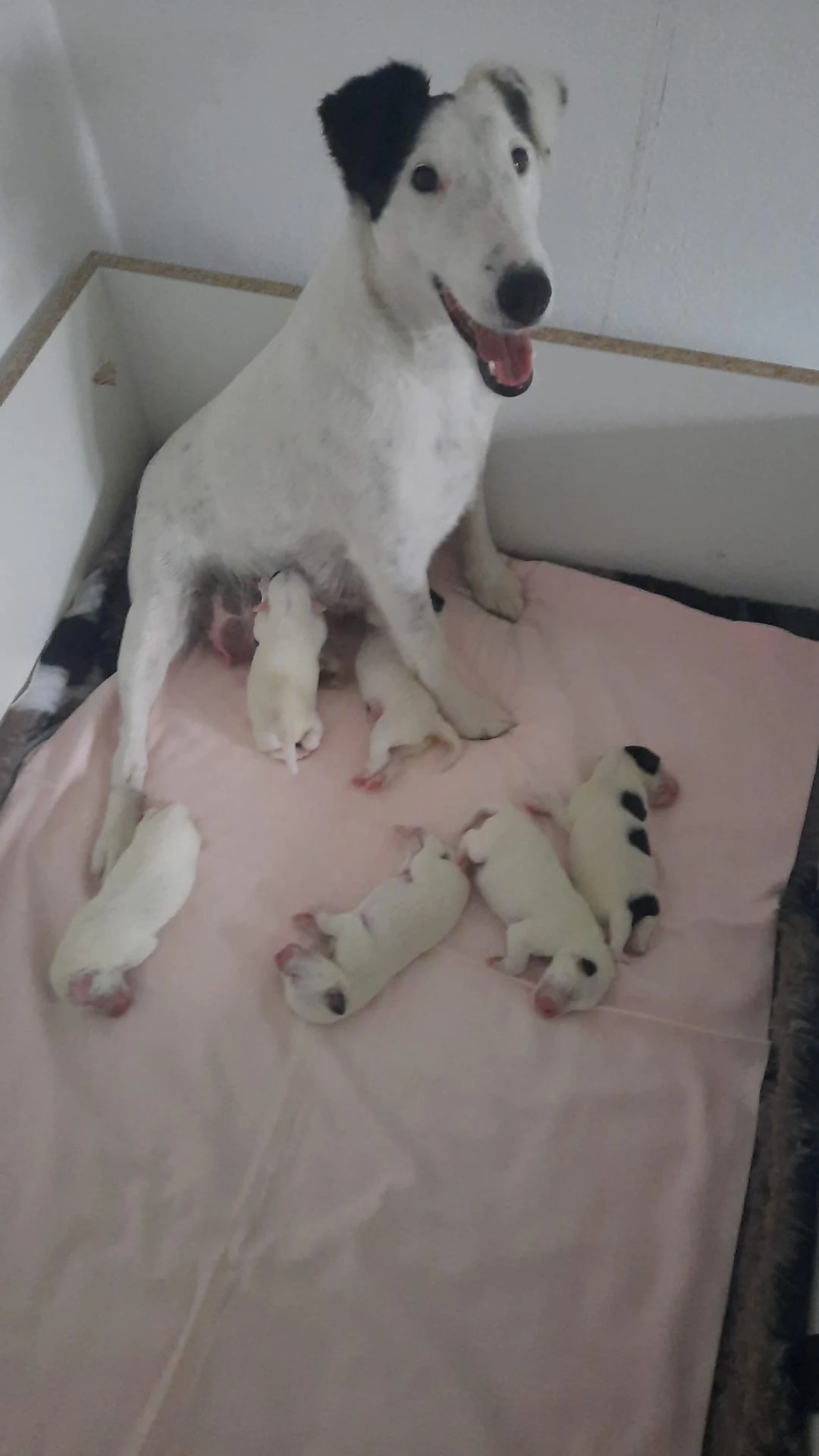 Foxteriér hladkosrstý