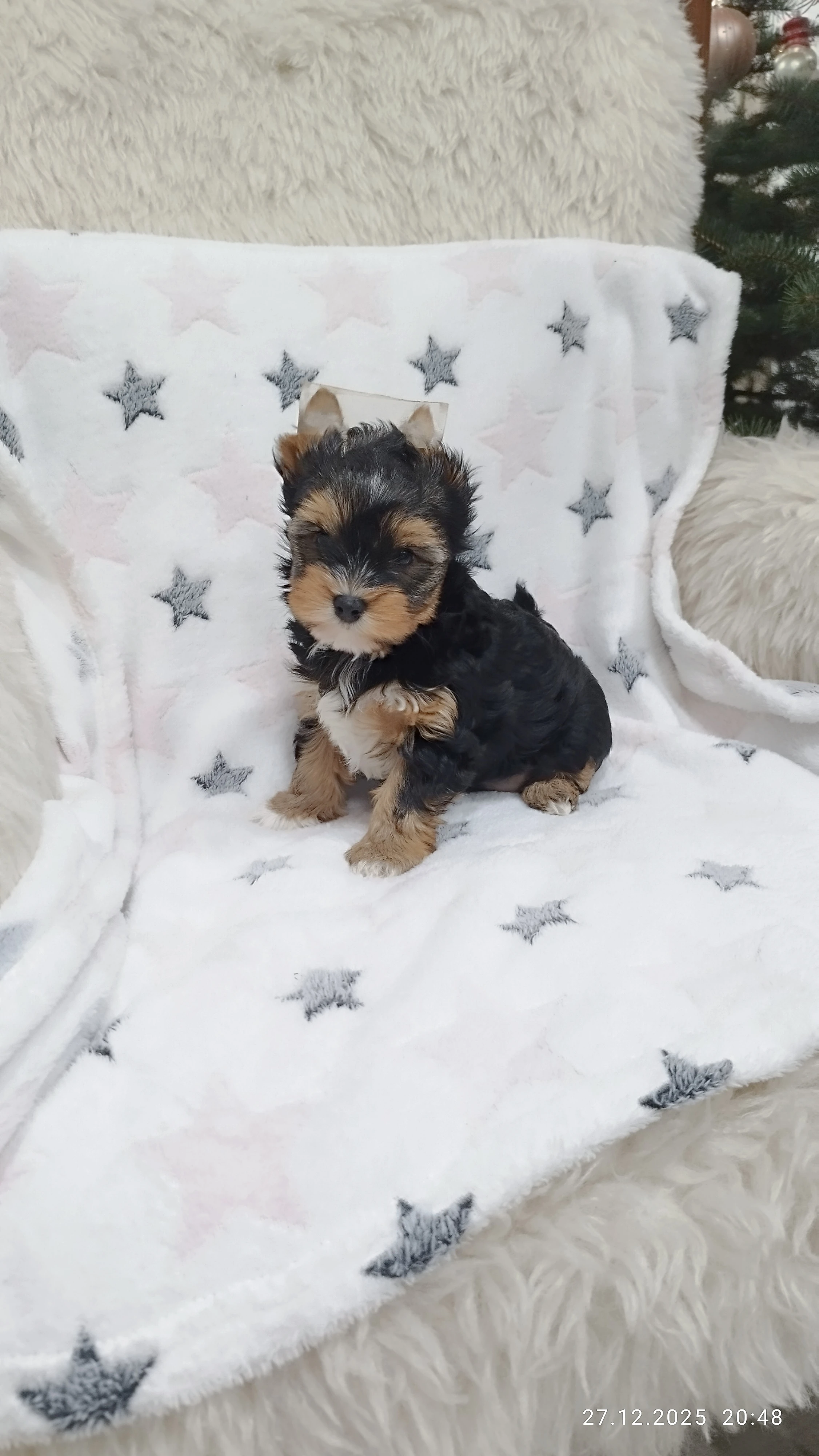 Jorkšírský teriér spaltbiewer s průkazem původu