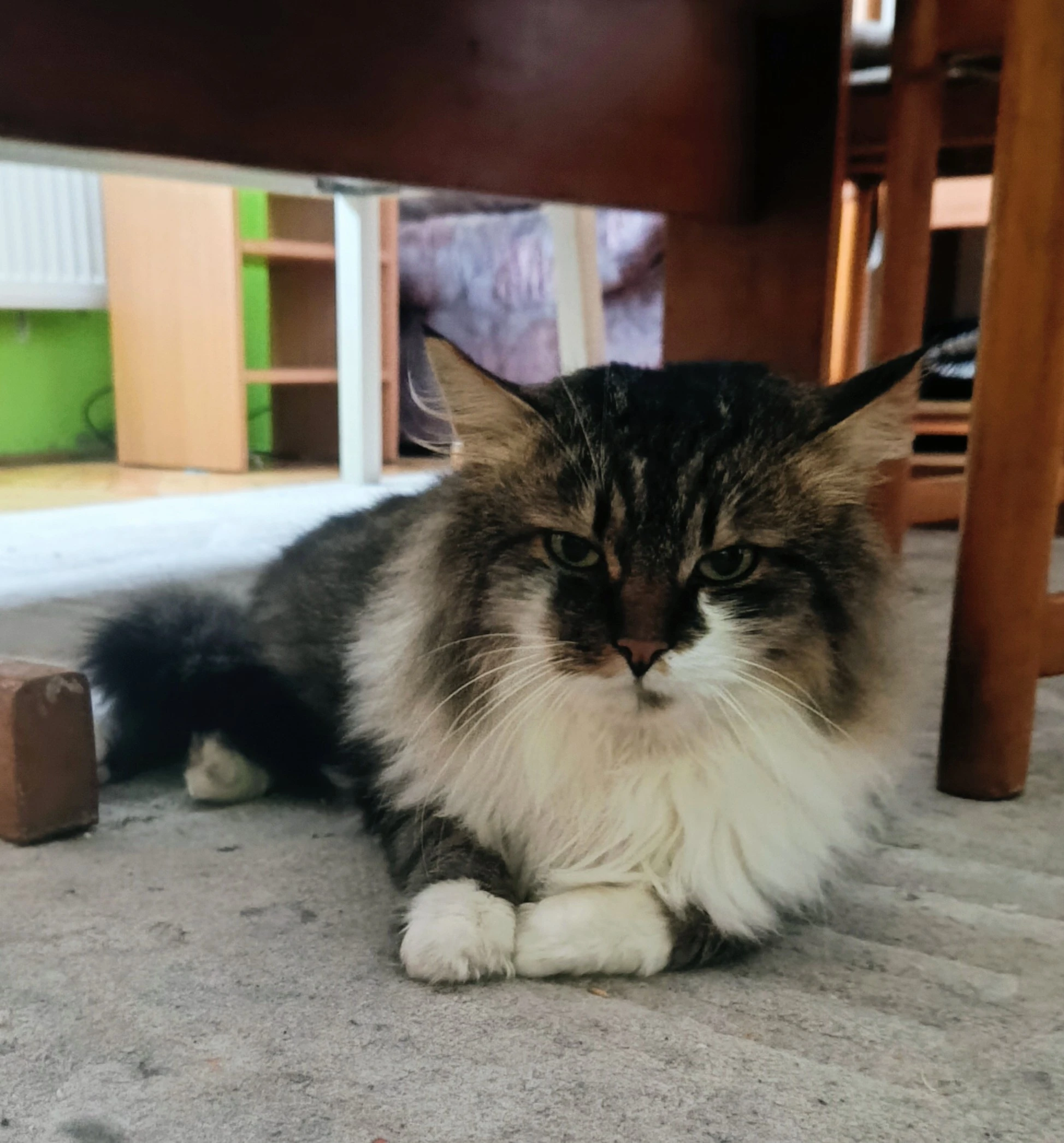 Dlouhosrstý kocourek krytí