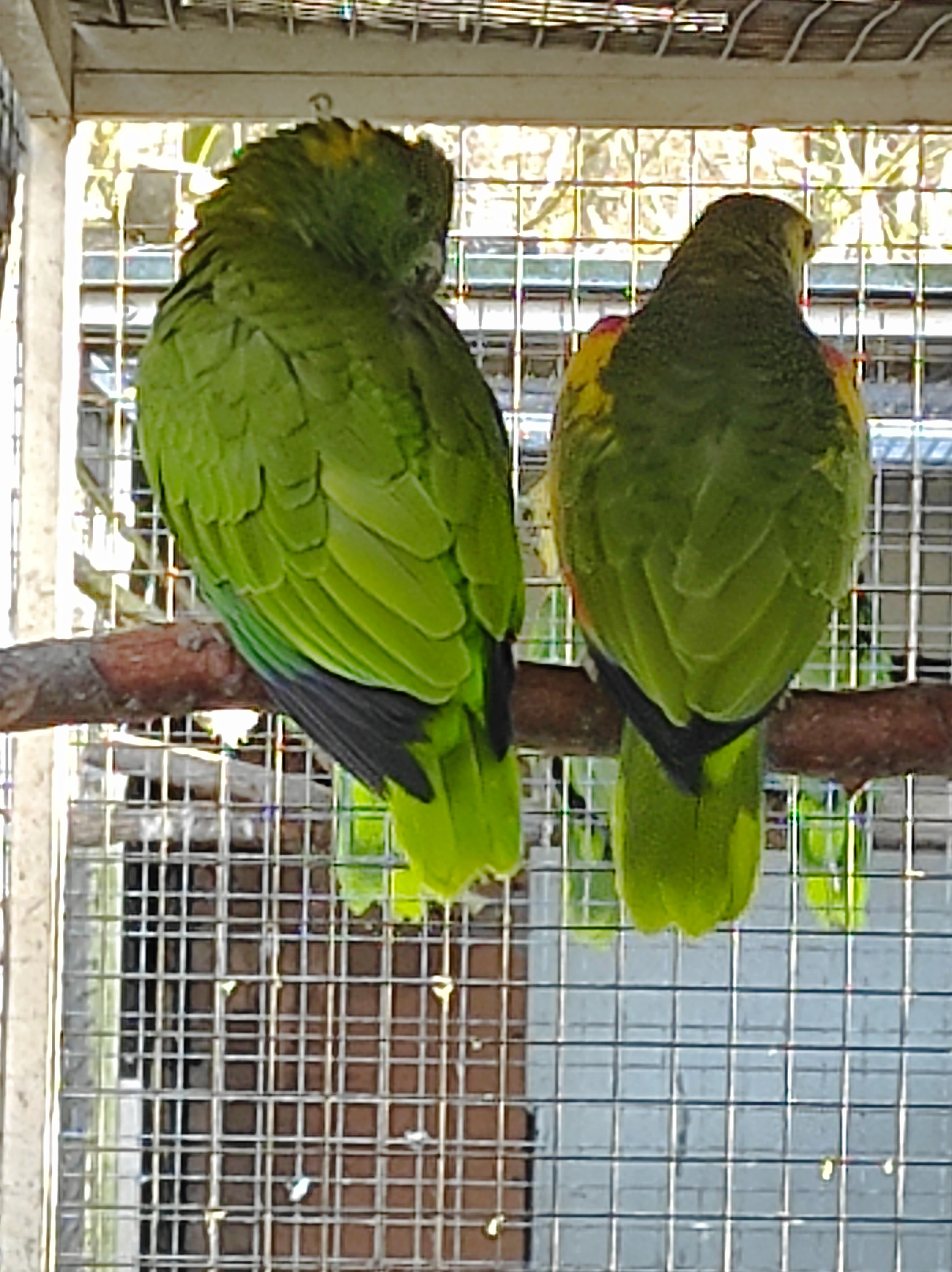 Amazoňan žlutokrky