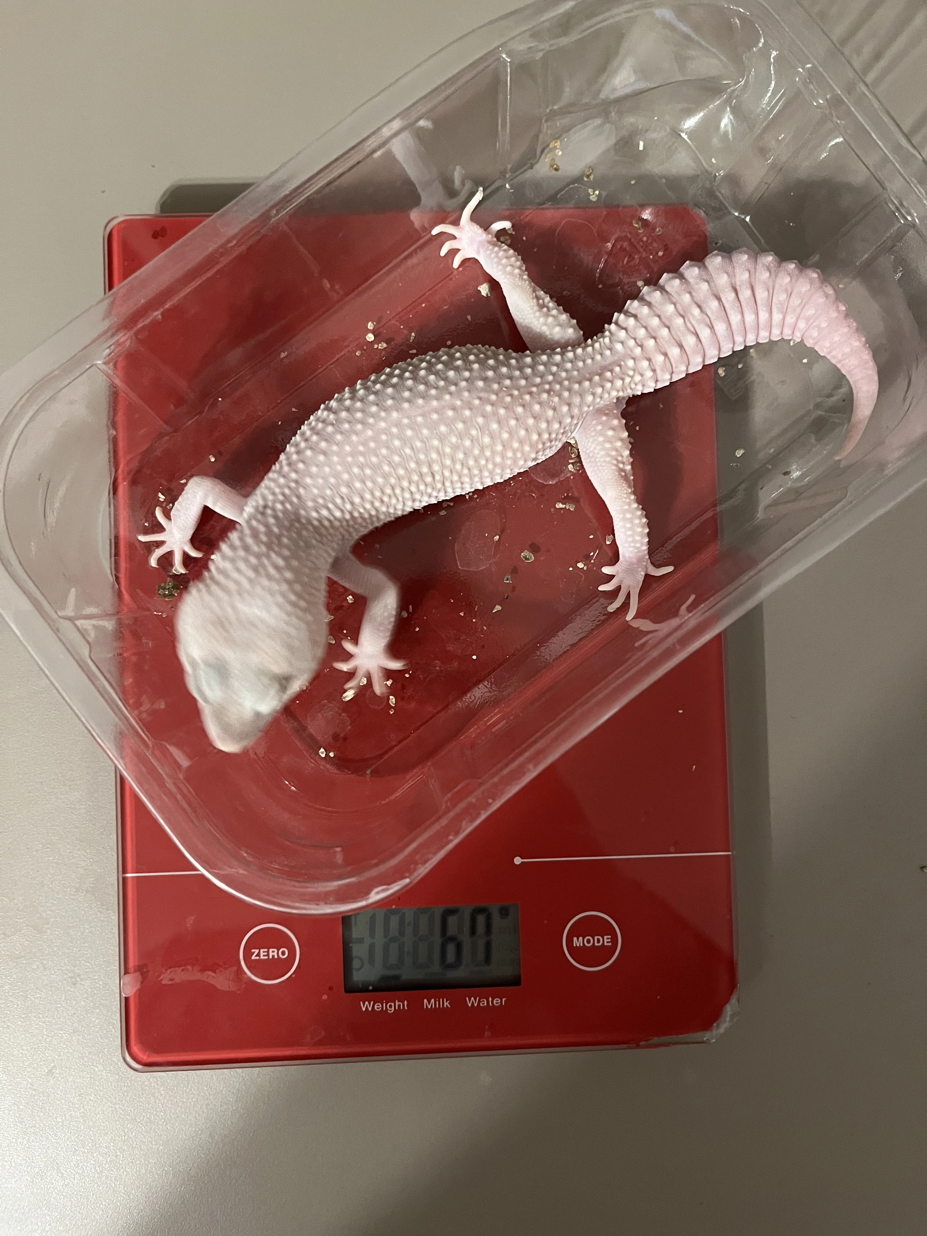 Prodám Gekončíka nočního