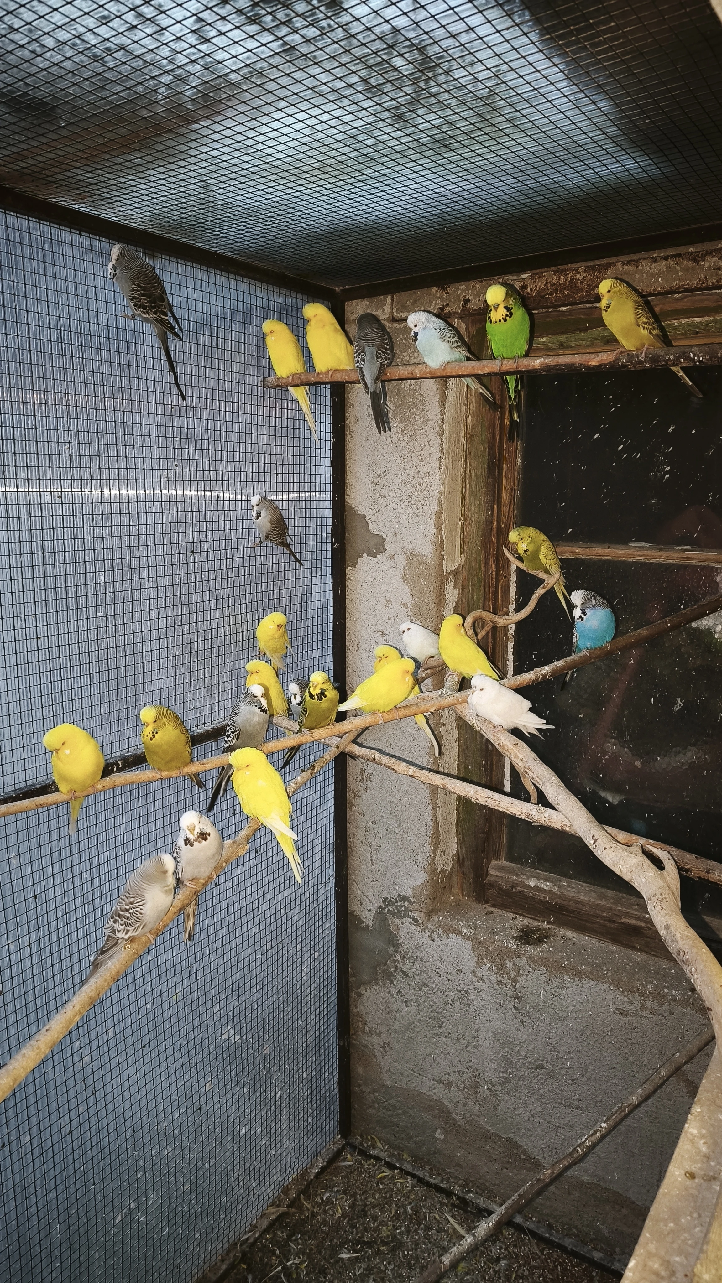 Prodám andulky 2025