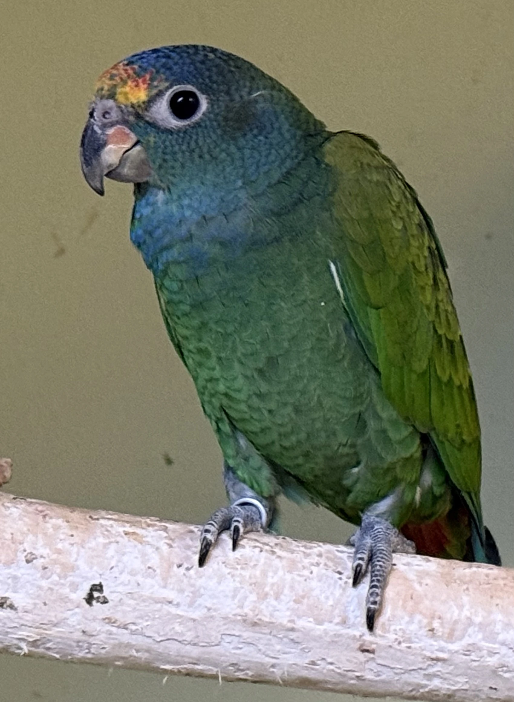 Amazónek modrohlavý 0,2. 2025