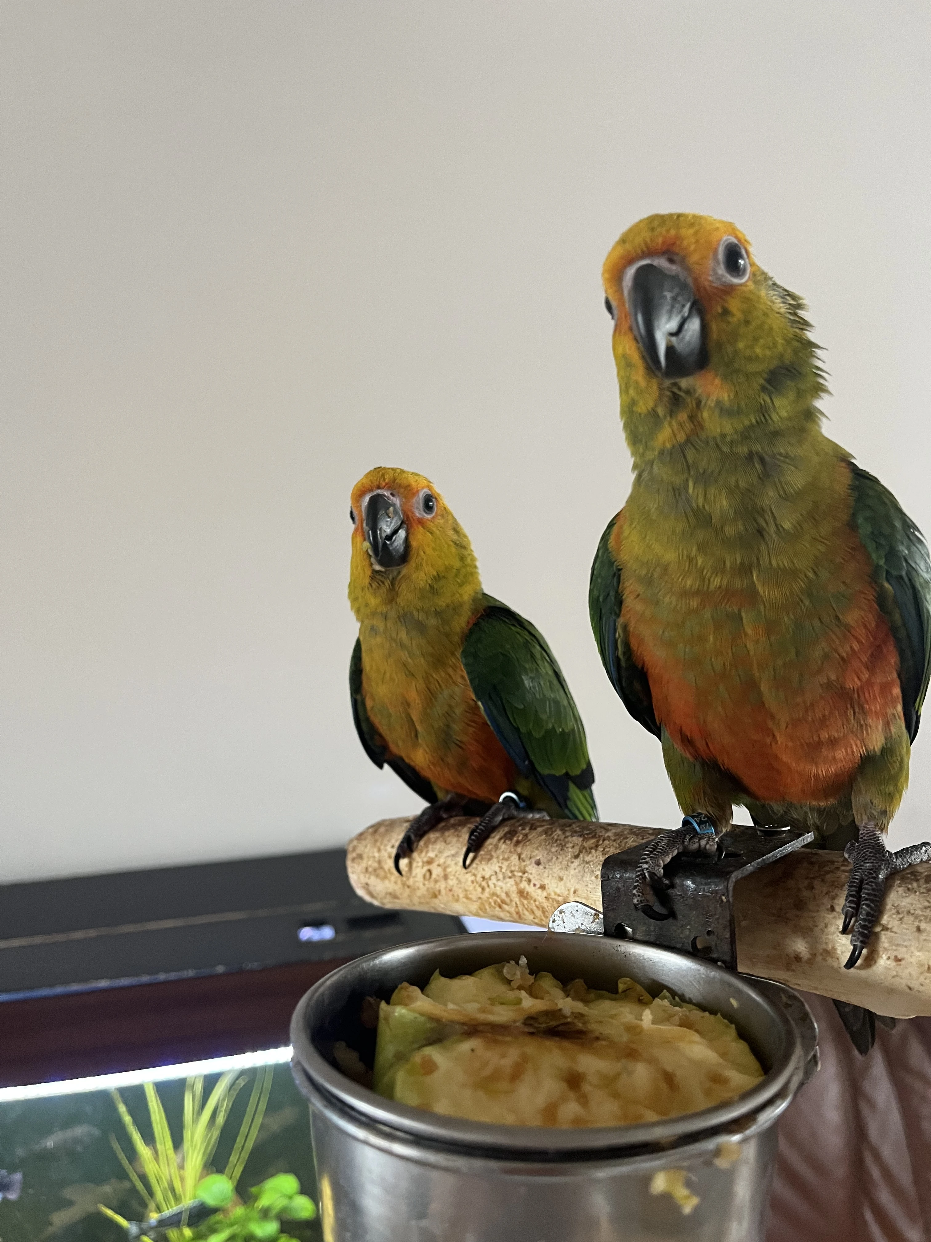 Ručně dokrmená mláďata